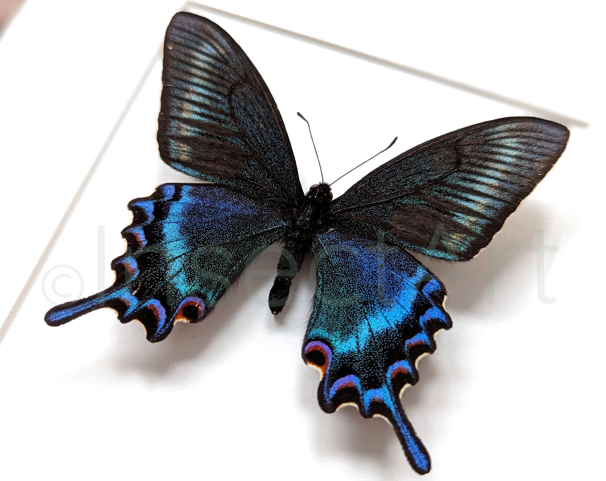 Papilio maackii Spring Form ♂  Schmetterling InsectArt