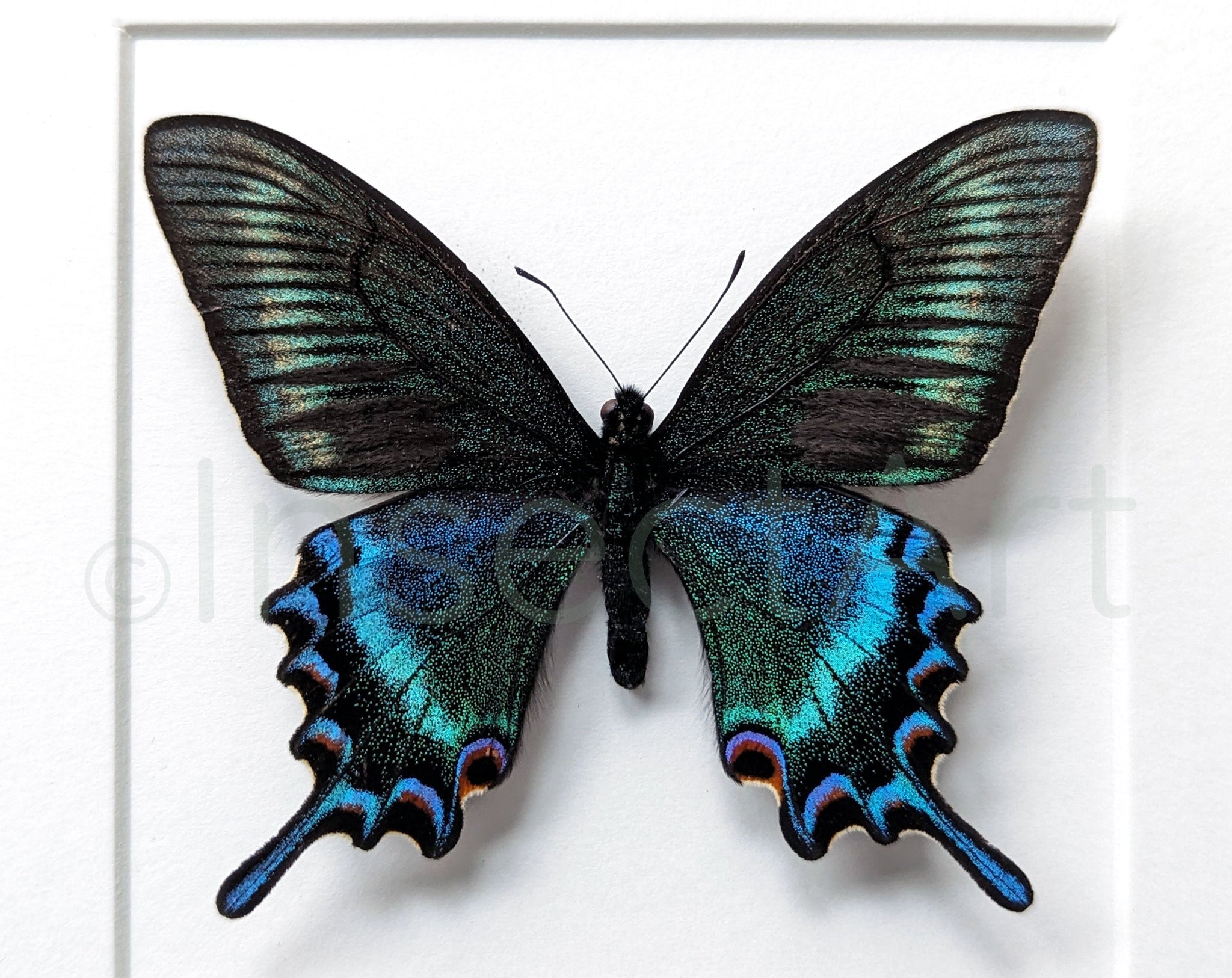 Papilio maackii Spring Form ♂  Schmetterling InsectArt