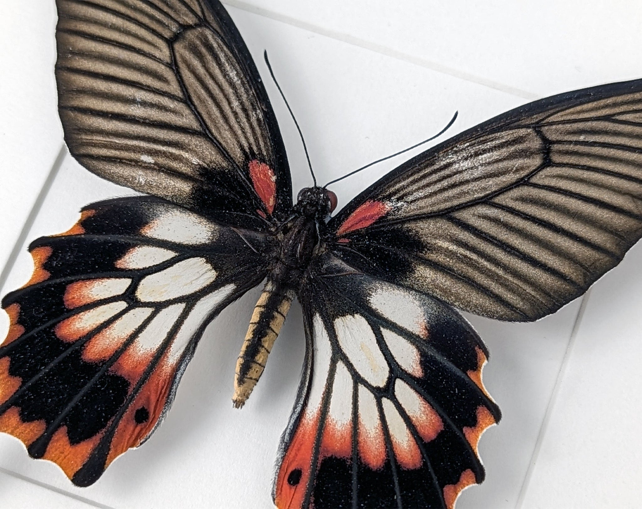 Papilio memnon agenor ♀  Schmetterling InsectArt