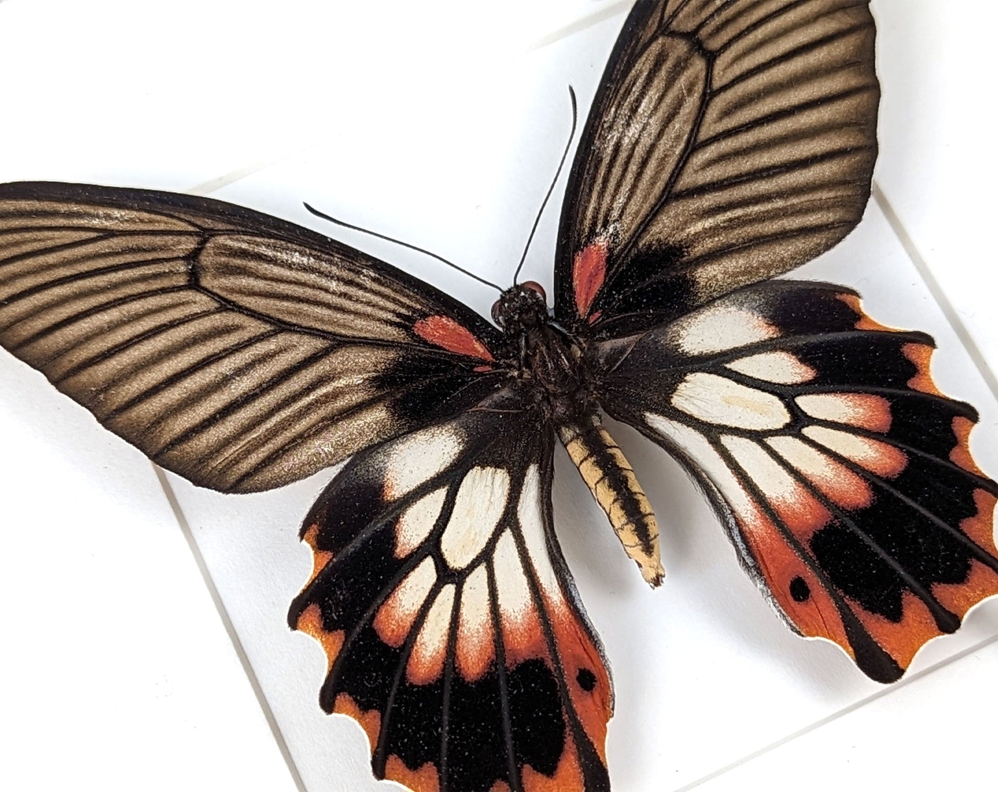 Papilio memnon agenor ♀  Schmetterling InsectArt