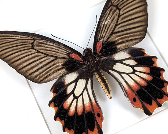 Papilio memnon agenor ♀