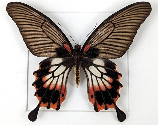 Papilio memnon agenor ♀