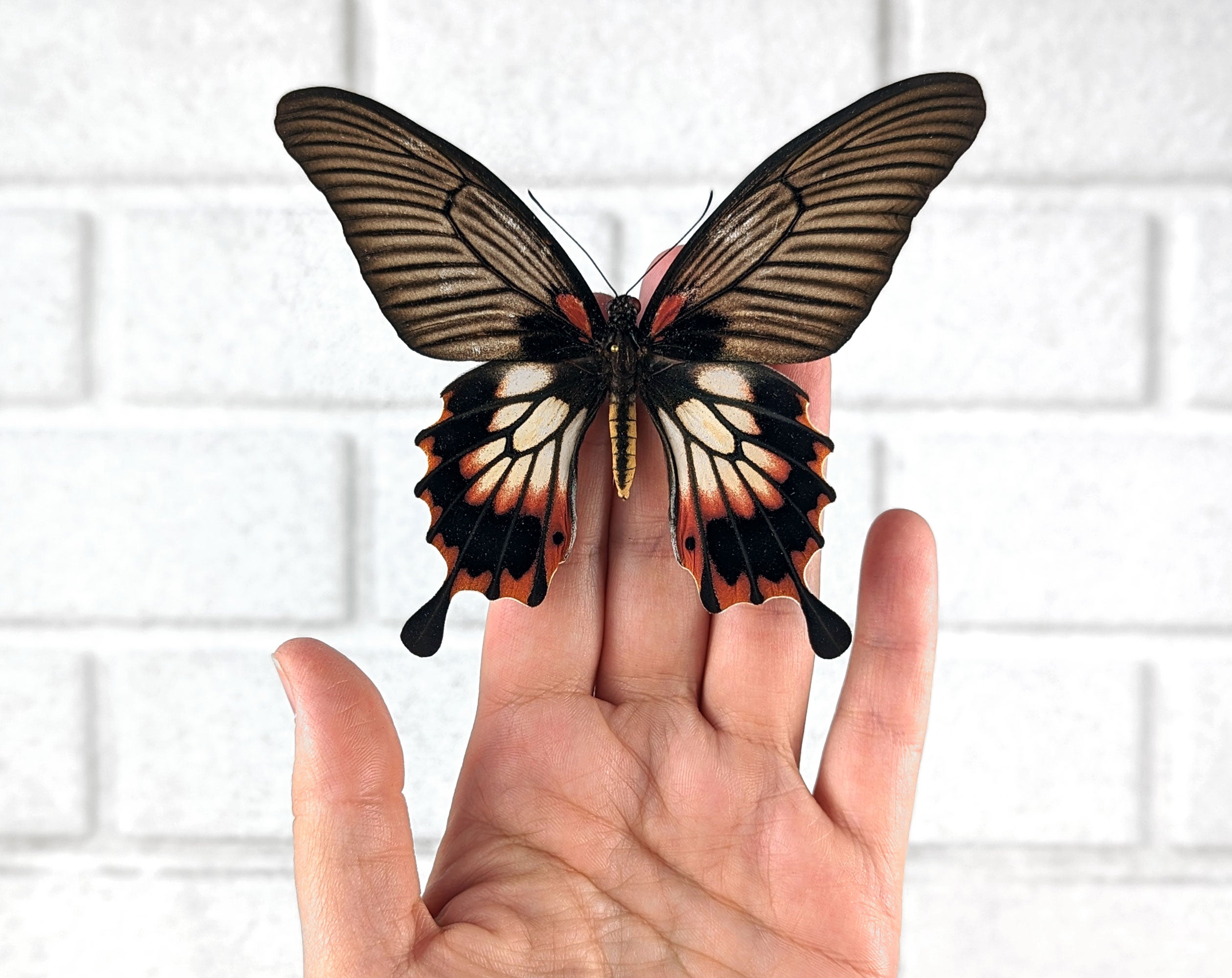 Papilio memnon agenor ♀  Schmetterling InsectArt