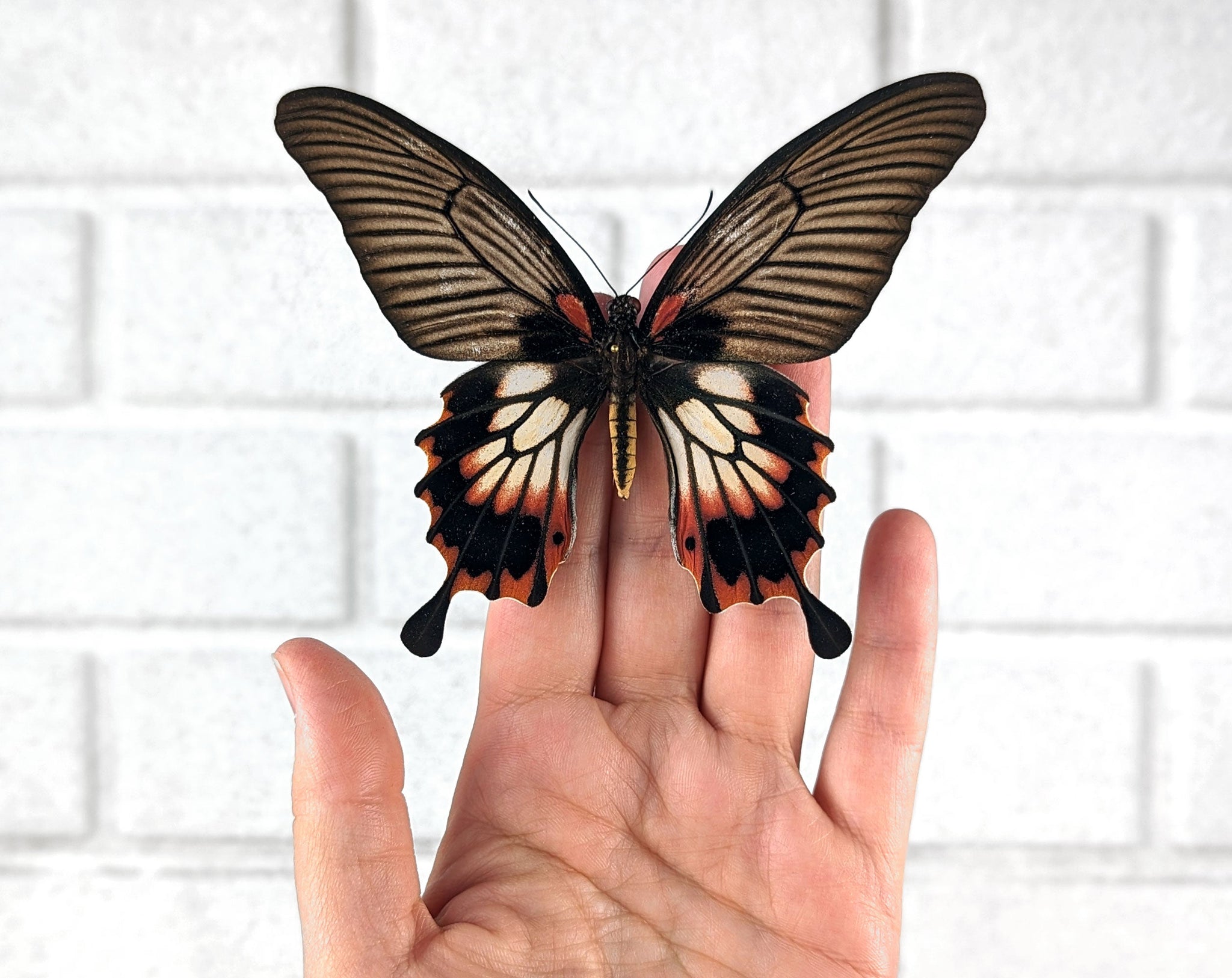 Papilio memnon agenor ♀  Schmetterling InsectArt