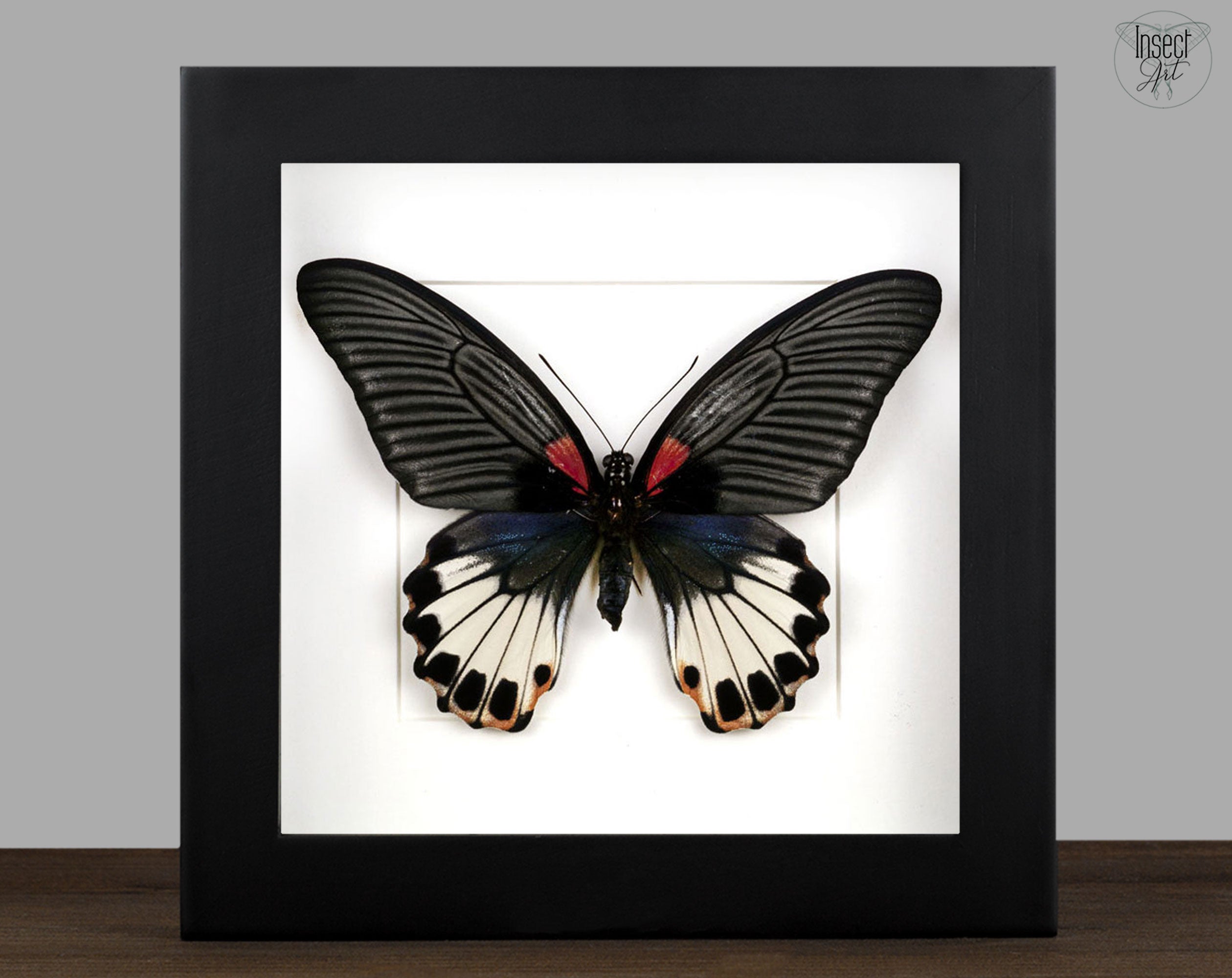Papilio memnon ♀  Schmetterling InsectArt