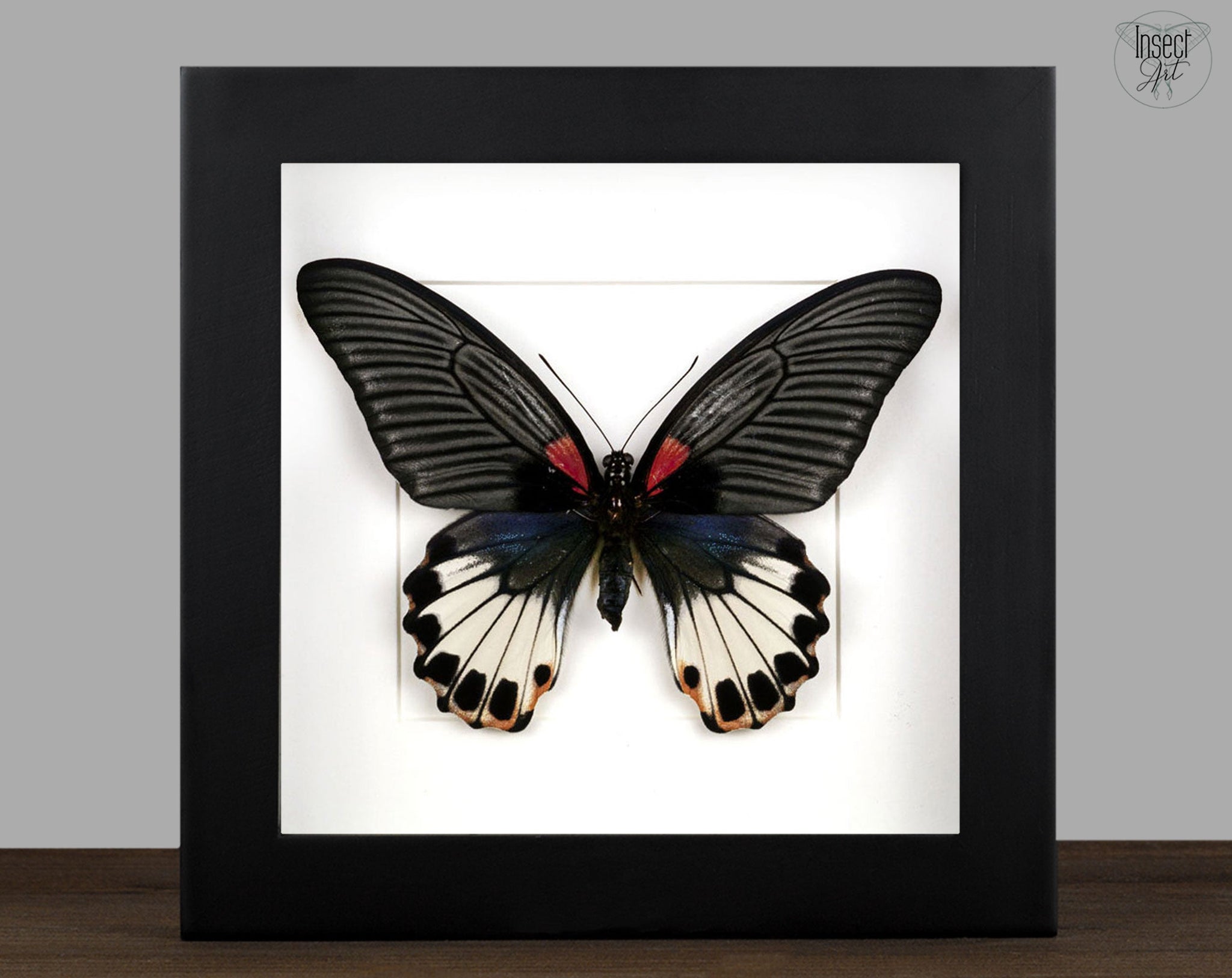 Papilio memnon ♀  Schmetterling InsectArt