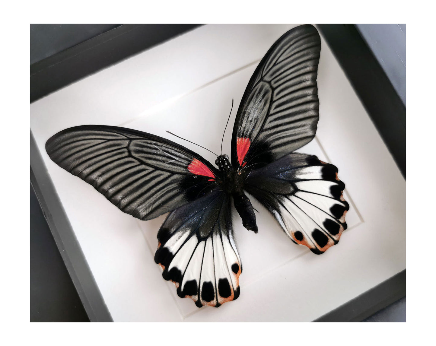 Papilio memnon ♀