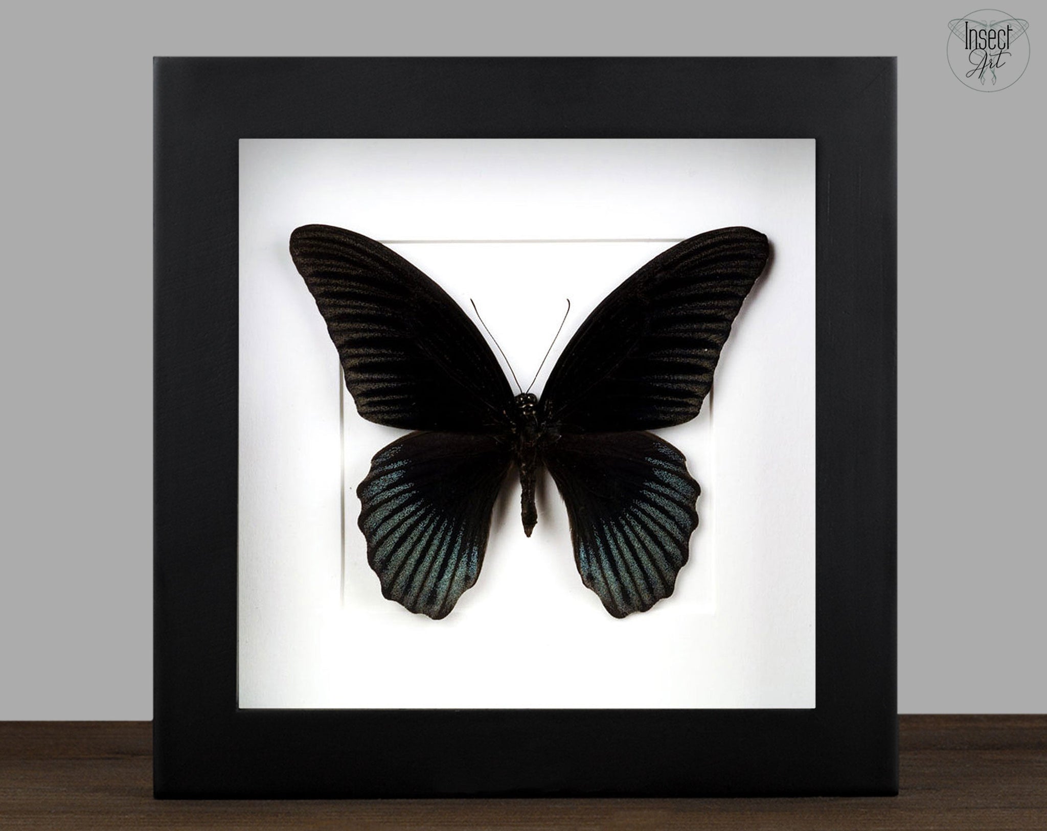 Papilio memnon ♂  Schmetterling InsectArt