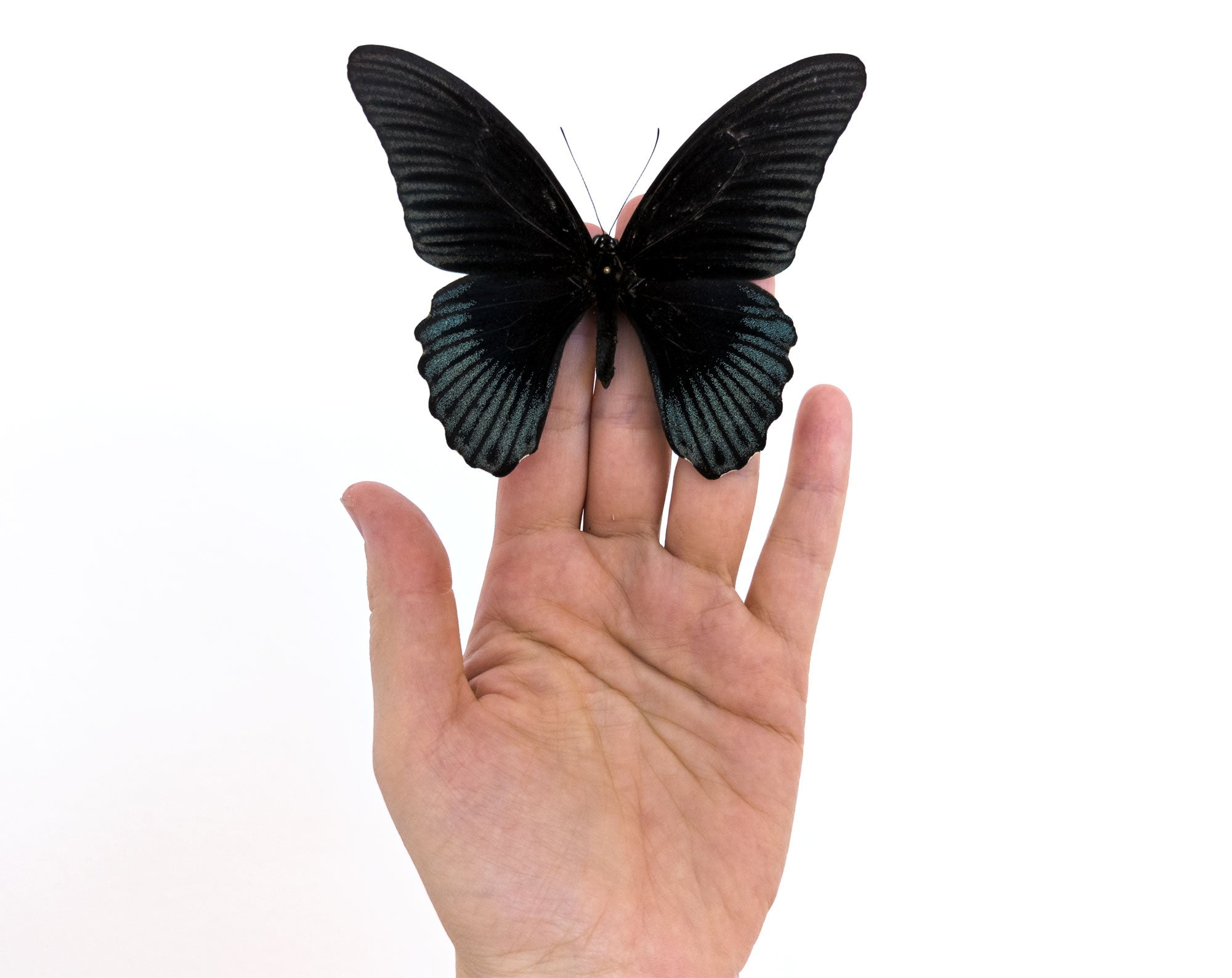 Papilio memnon ♂  Schmetterling InsectArt