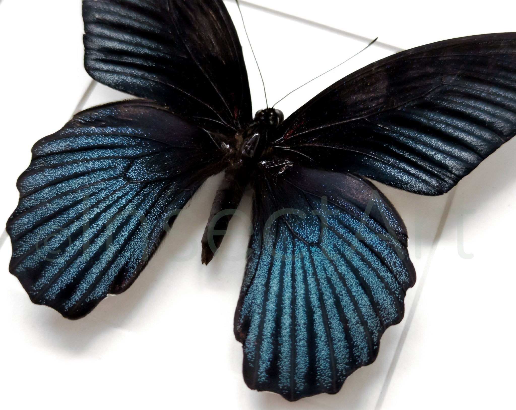 Papilio memnon ♂  Schmetterling InsectArt