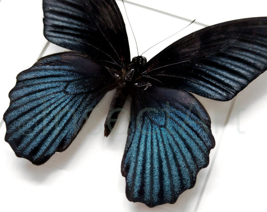 Papilio memnon ♂