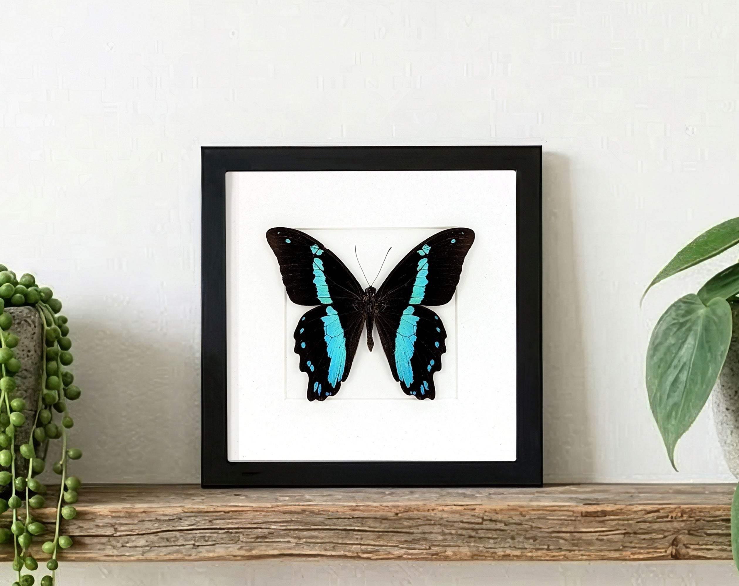 Papilio nireus, echter Schmetterling im Rahmen