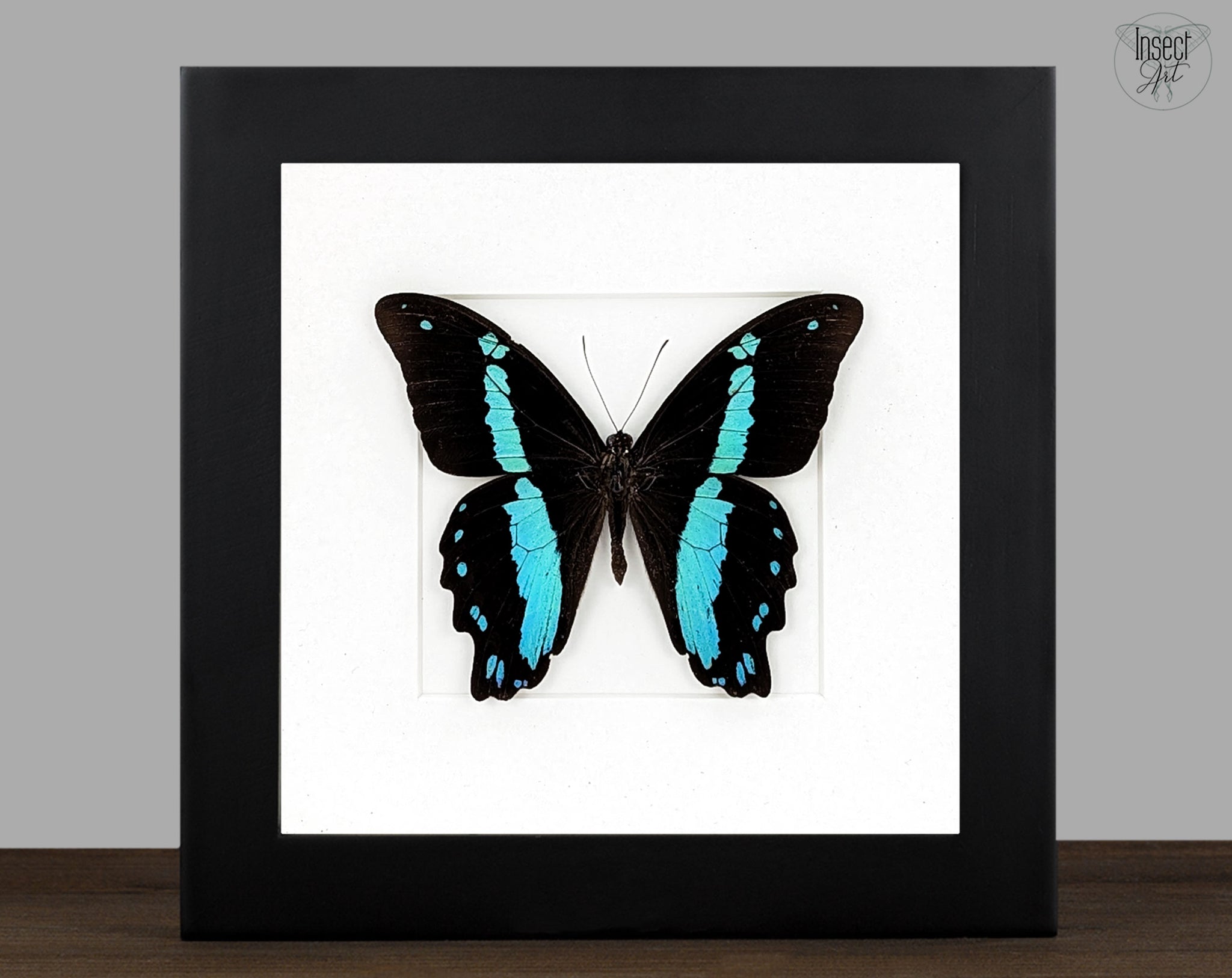 Papilio nireus, echter Schmetterling im Rahmen