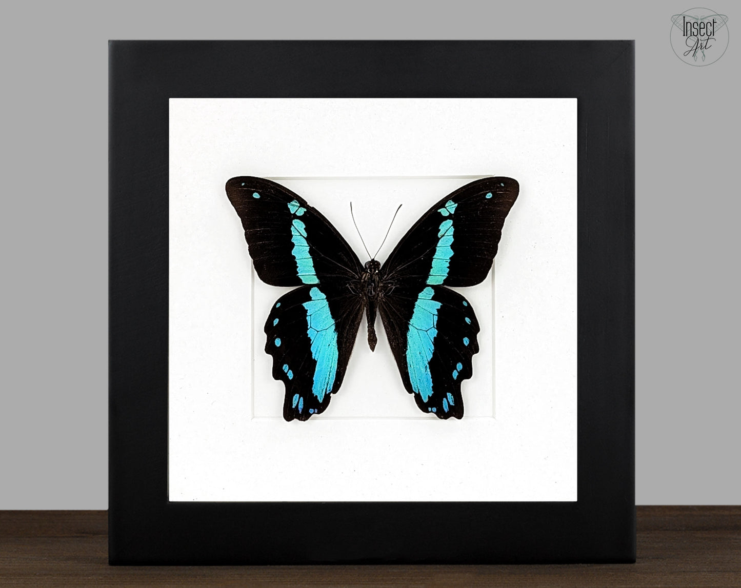 Papilio nireus, echter Schmetterling im Rahmen