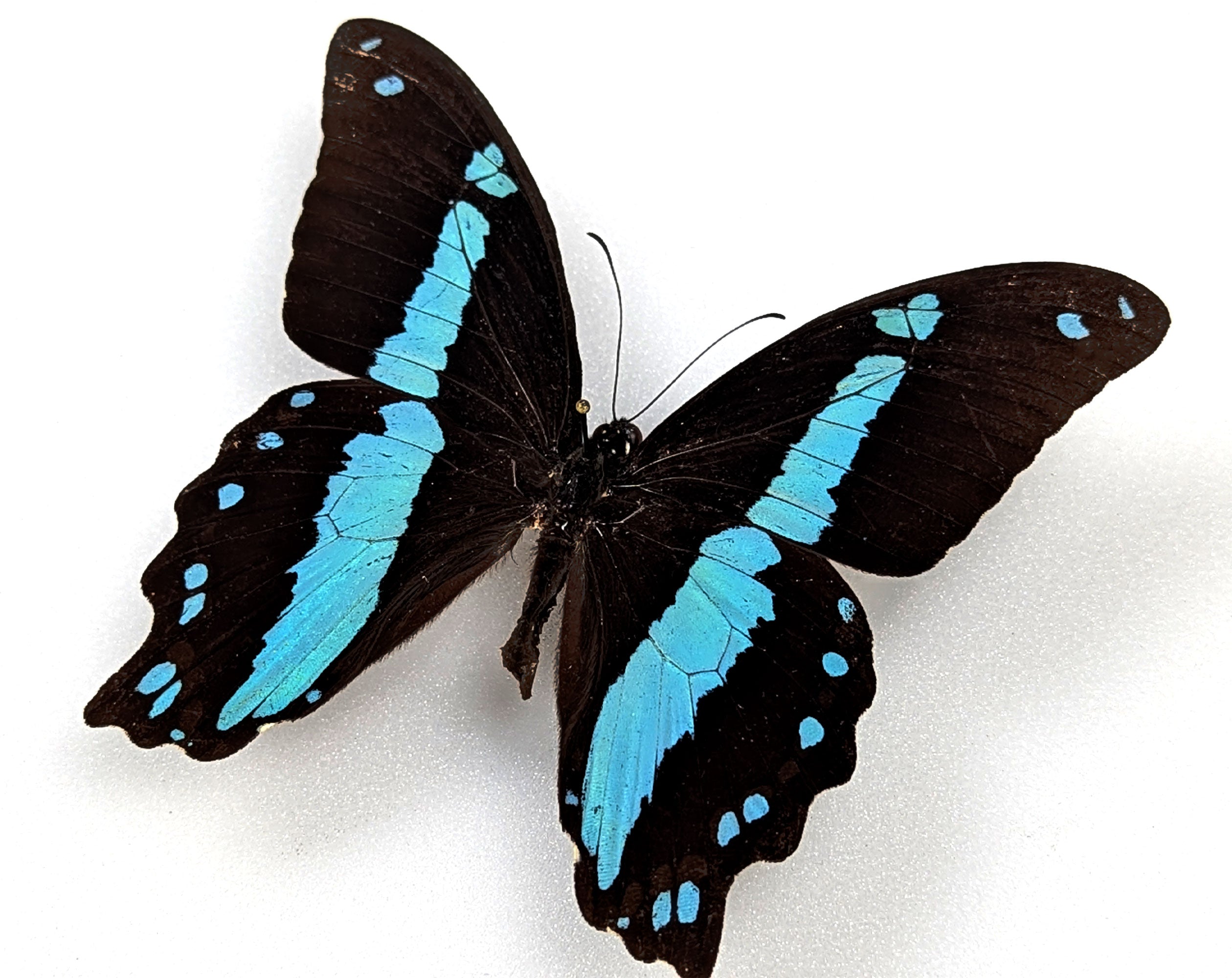 Papilio nireus, echter Schmetterling im Rahmen