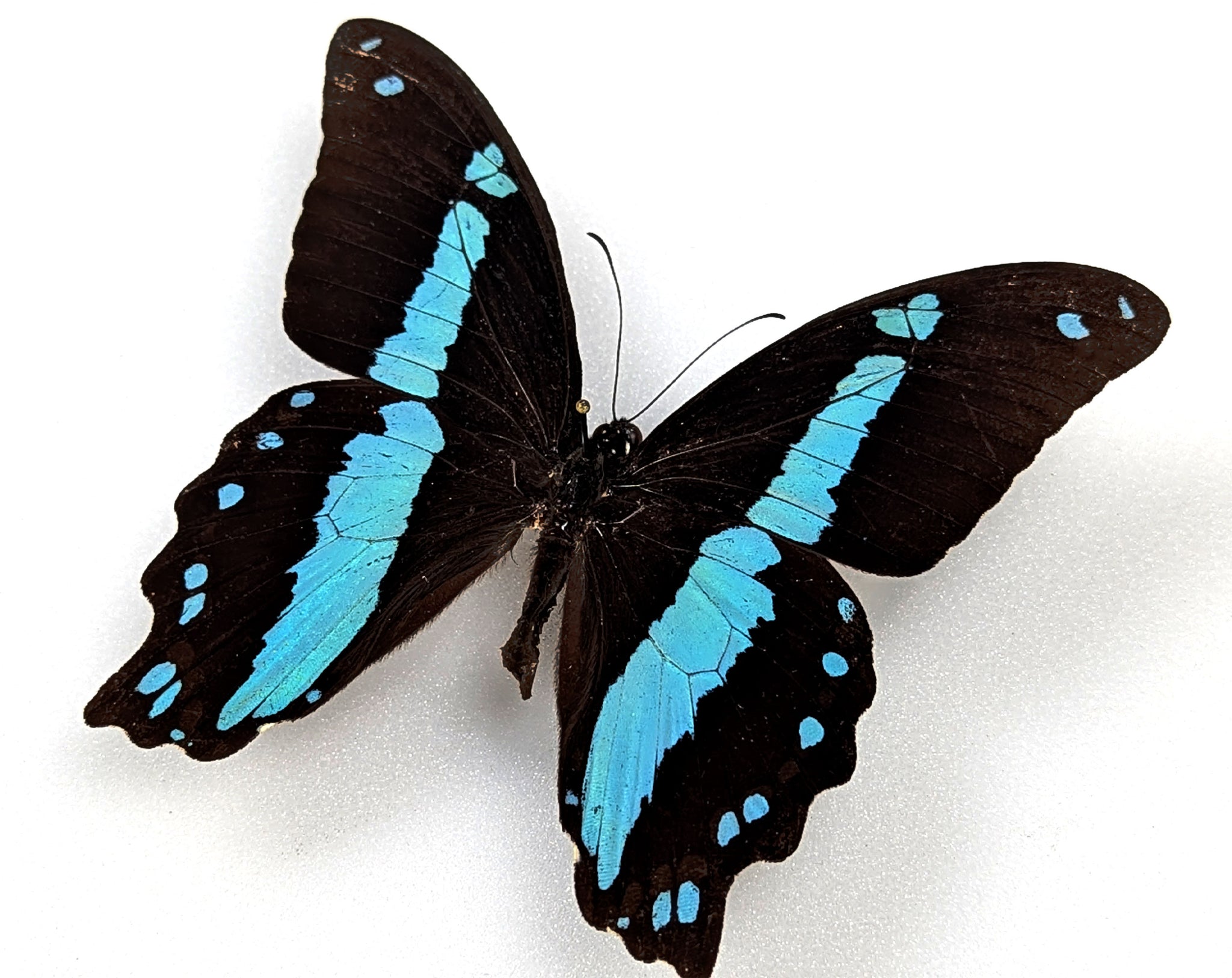 Papilio nireus, echter Schmetterling im Rahmen