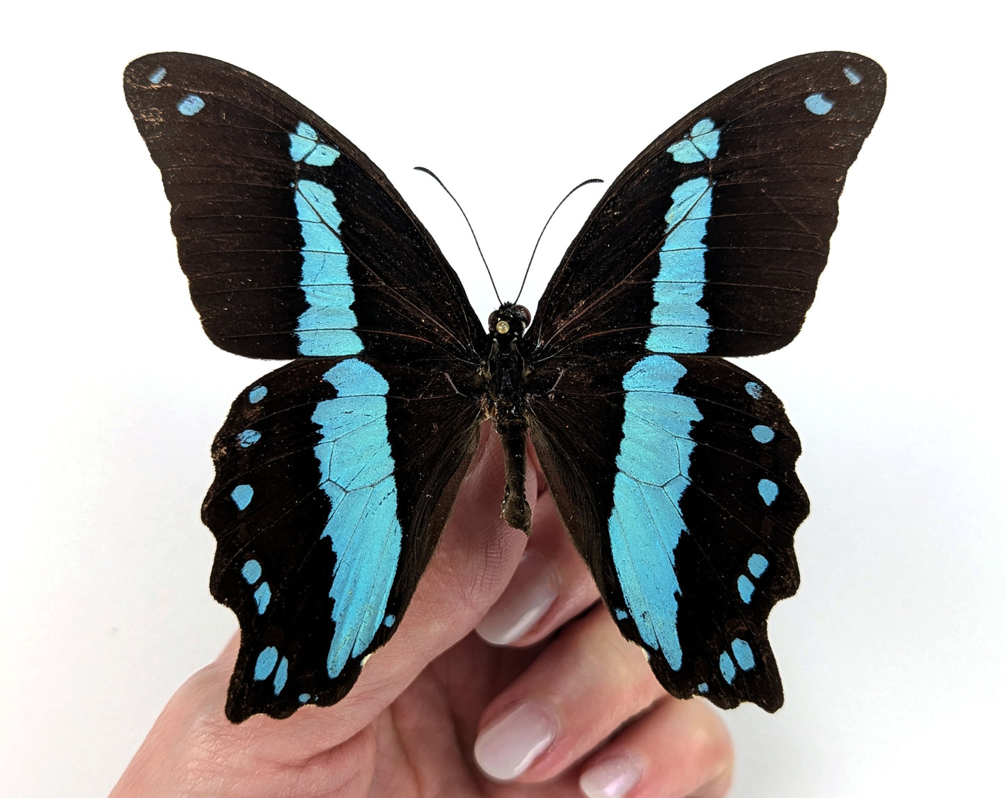 Papilio nireus, echter Schmetterling im Rahmen