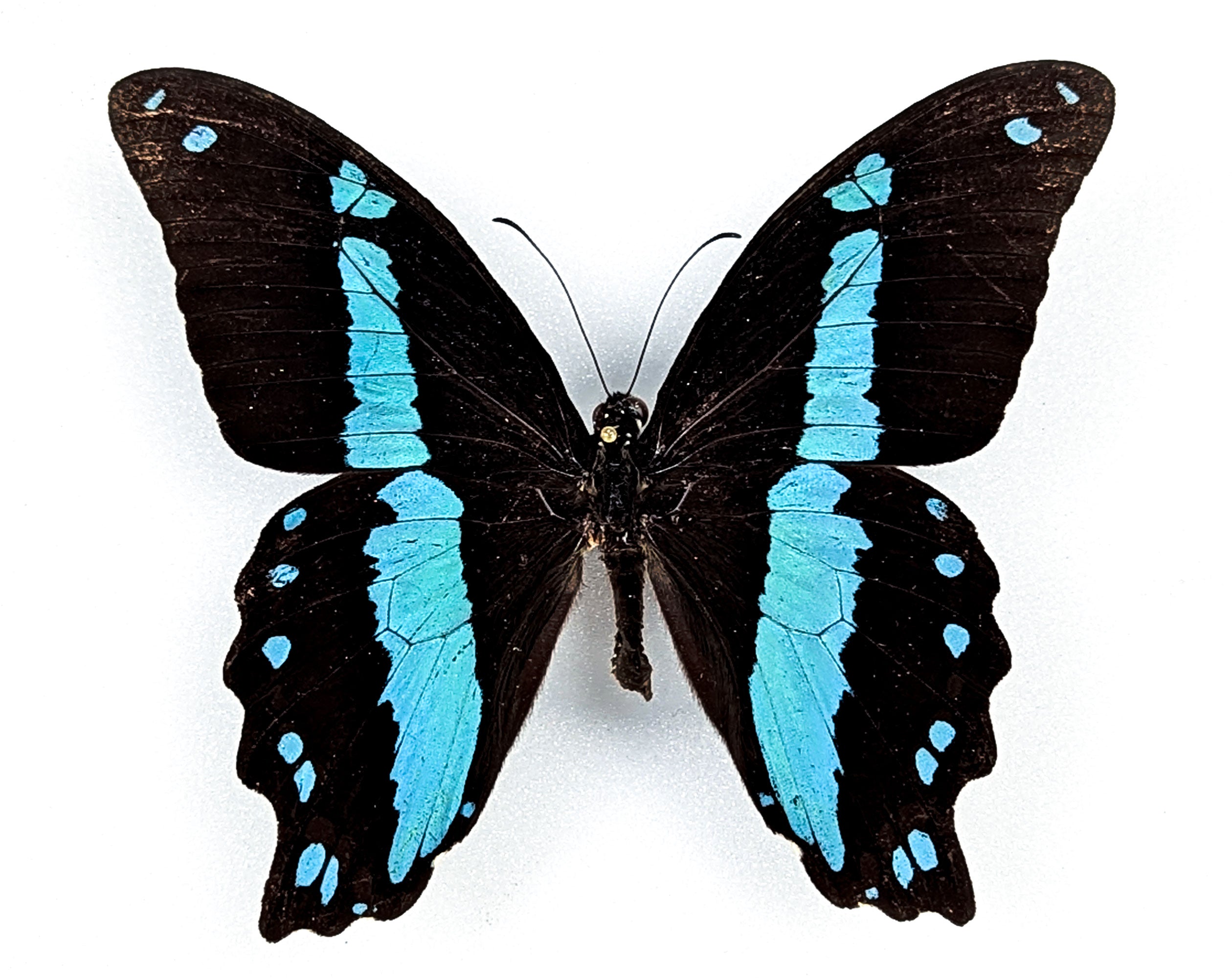 Papilio nireus, echter Schmetterling im Rahmen