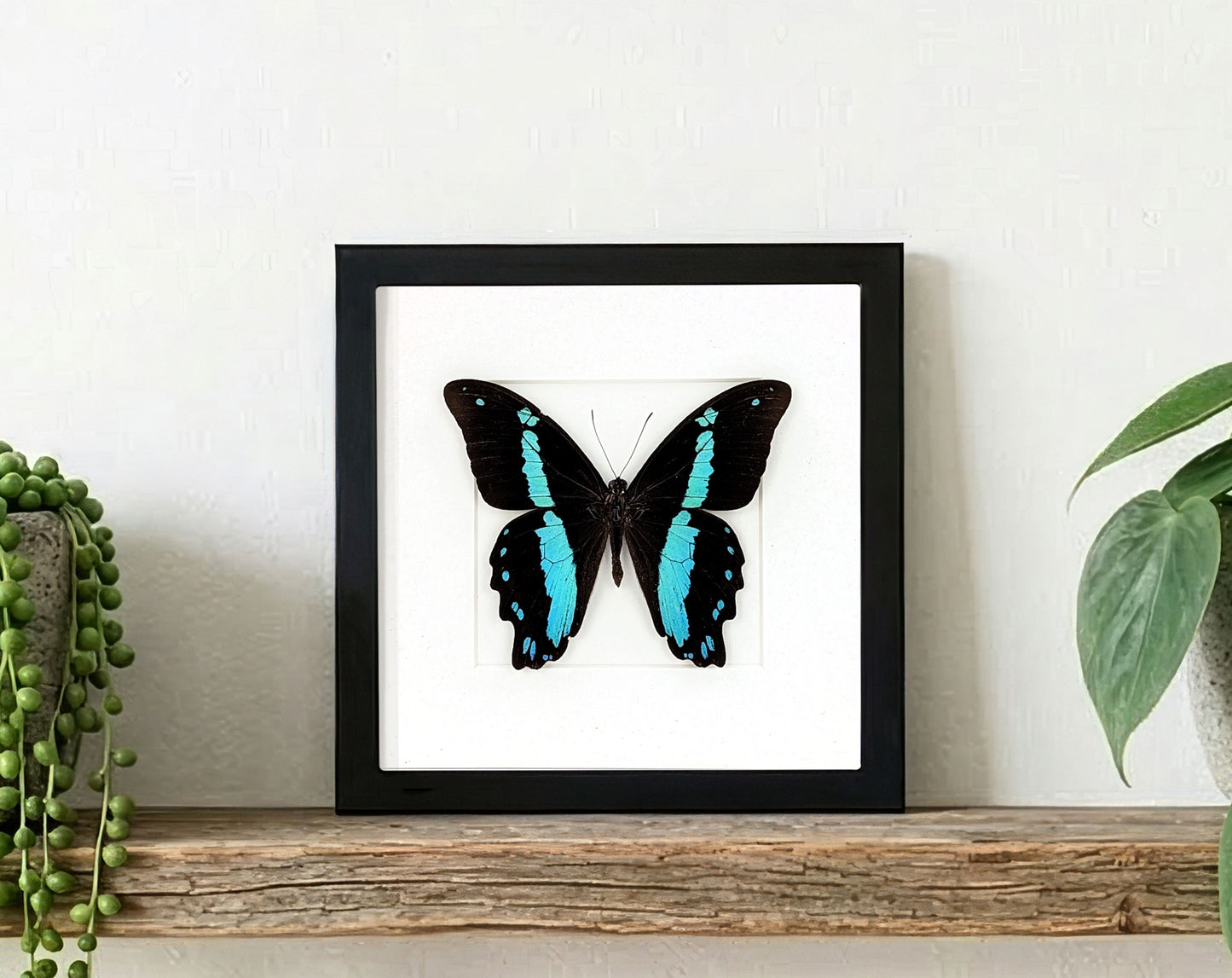 Papilio nireus, echter Schmetterling im Rahmen