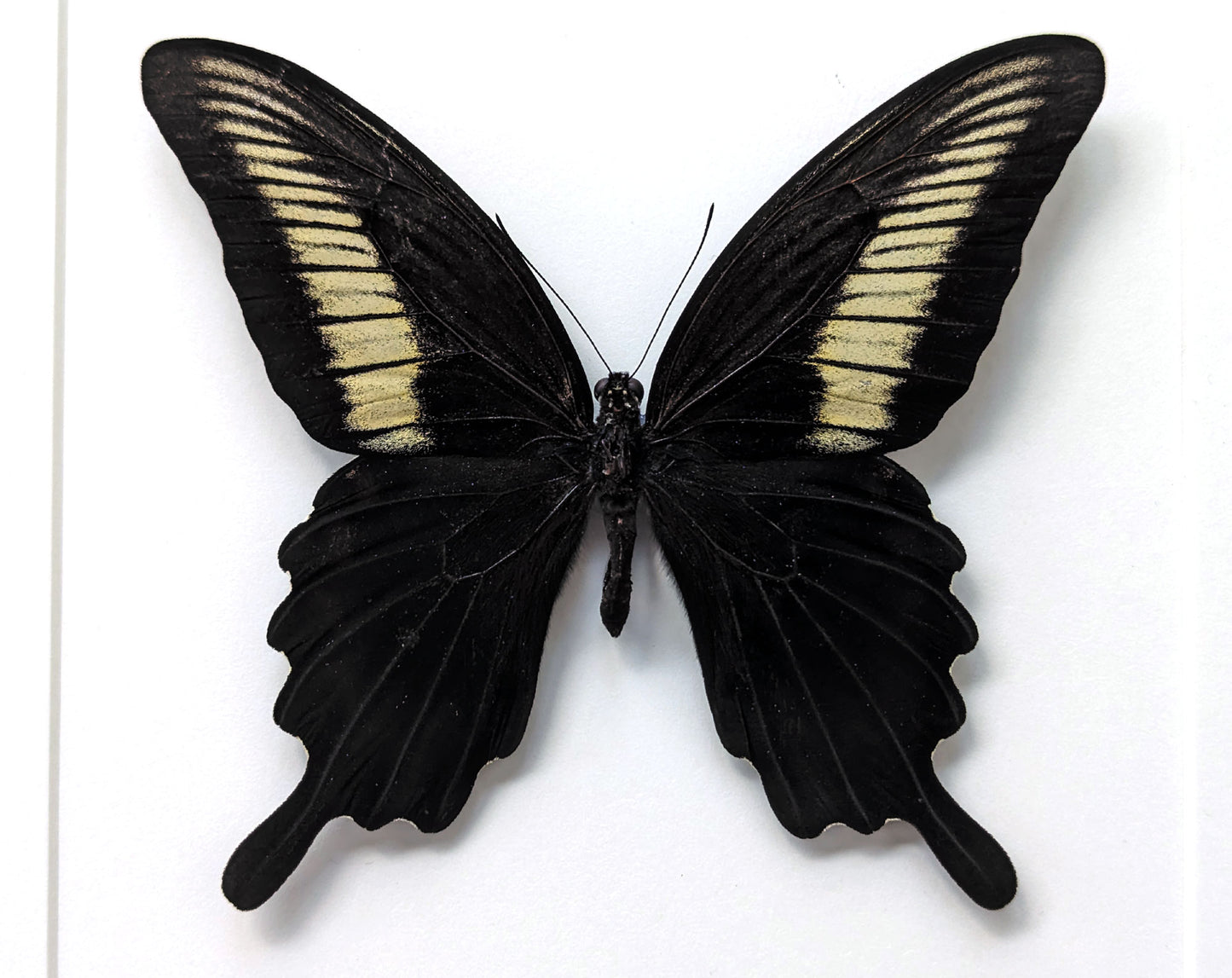 Papilio œnomaus ♂