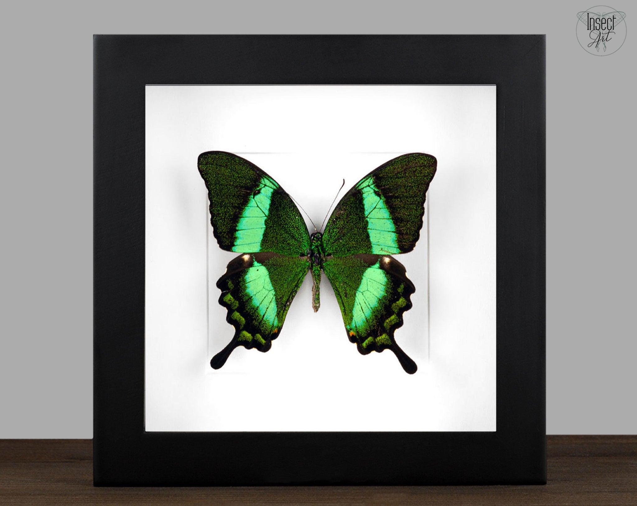 Papilio palinurus  Schmetterling InsectArt