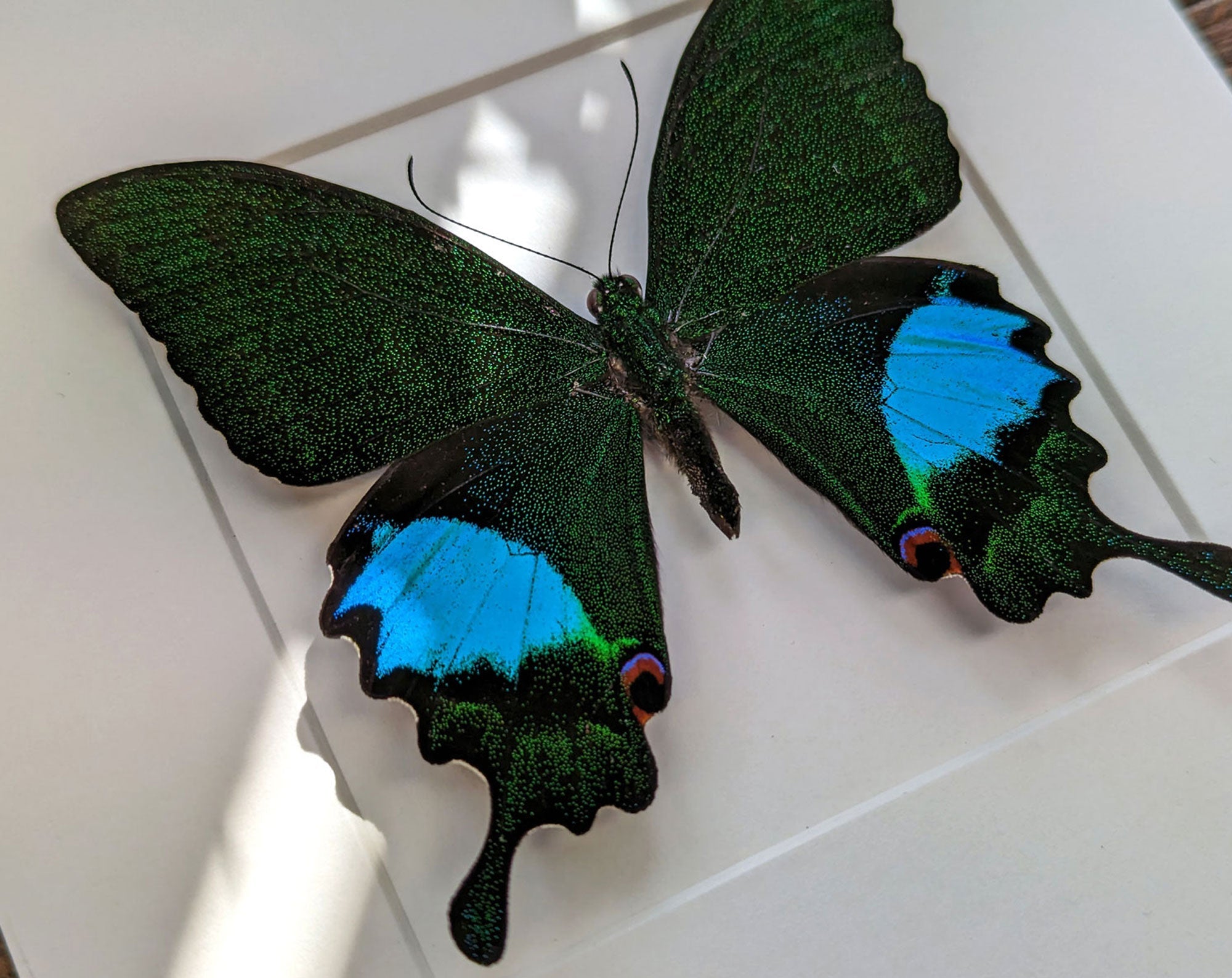 Papilio paris ♂  Schmetterling InsectArt