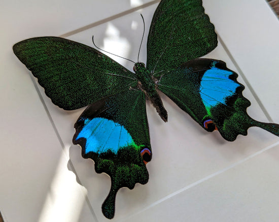 Papilio paris ♂