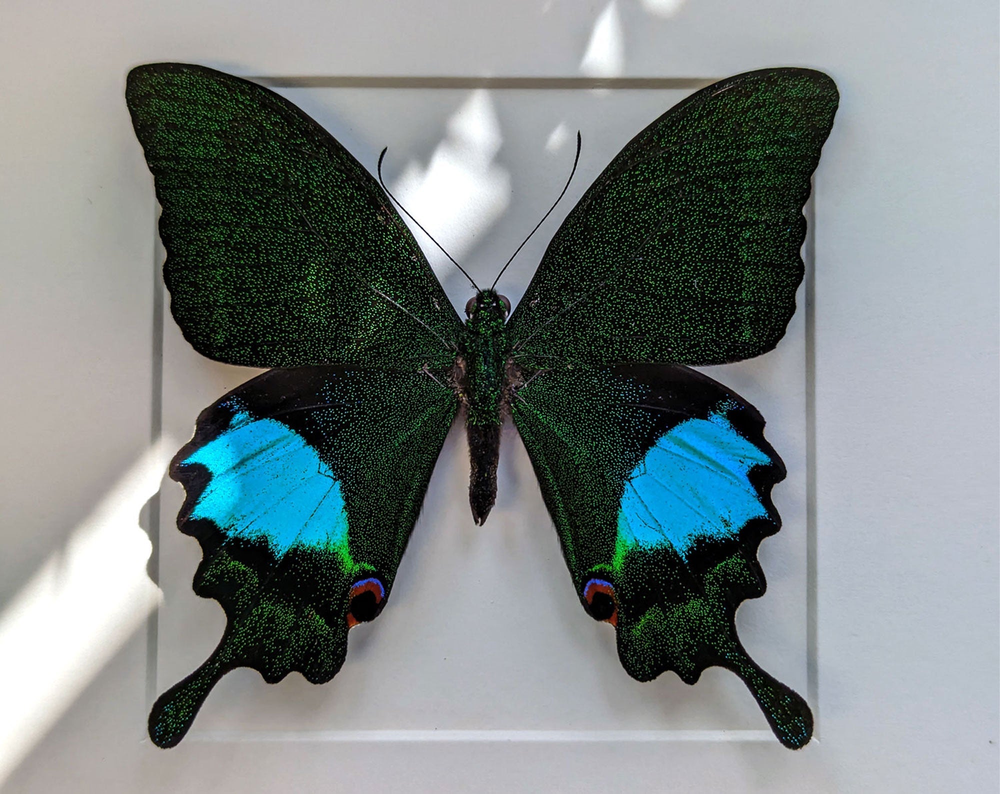 Papilio paris ♂  Schmetterling InsectArt