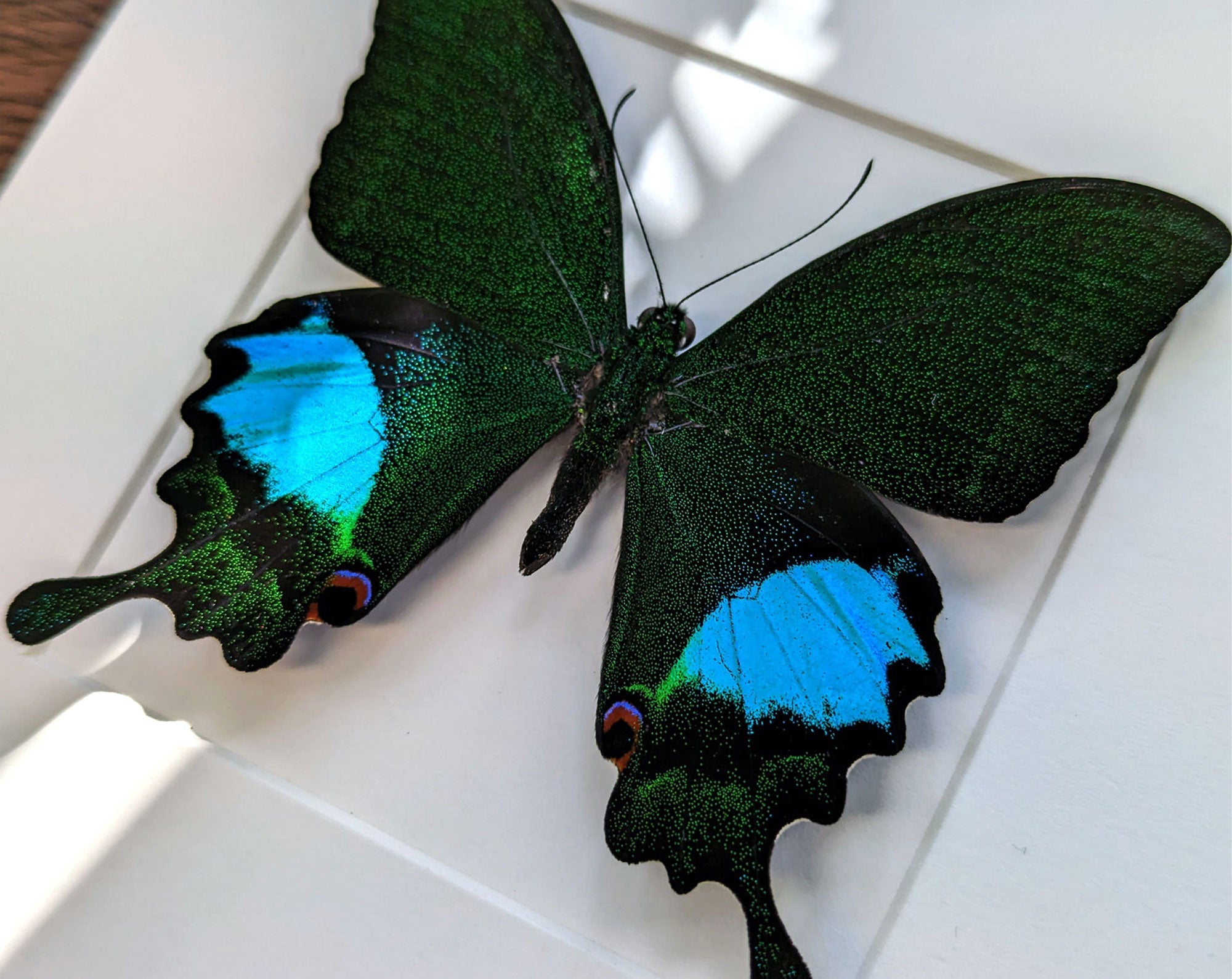 Papilio paris ♂  Schmetterling InsectArt