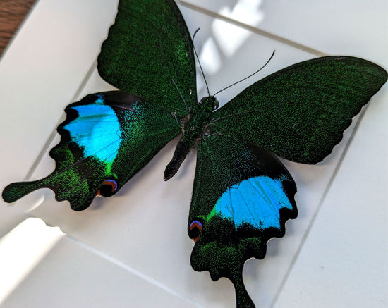 Papilio paris ♂