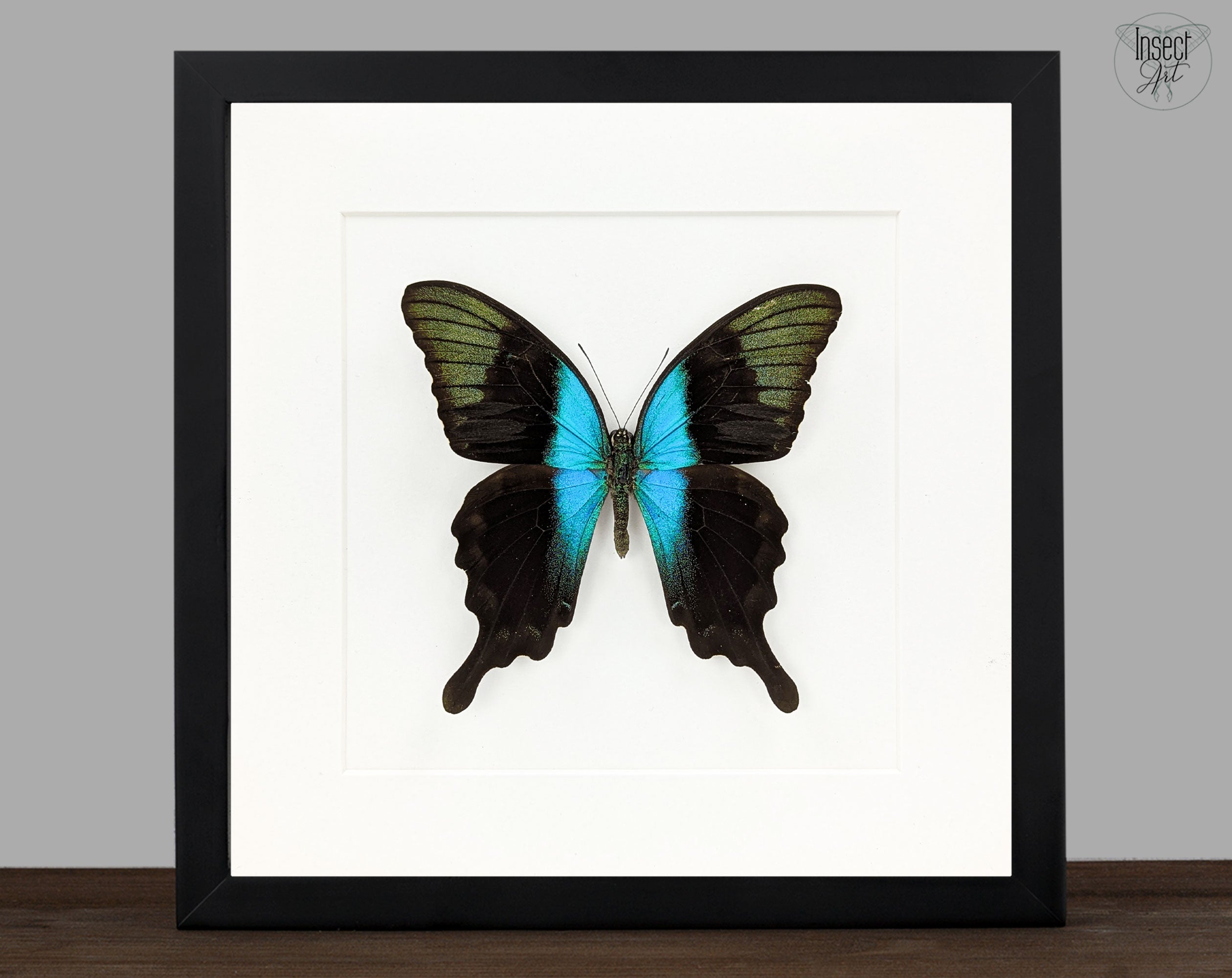 Papilio peranthus, echter Schmetterling im Rahmen