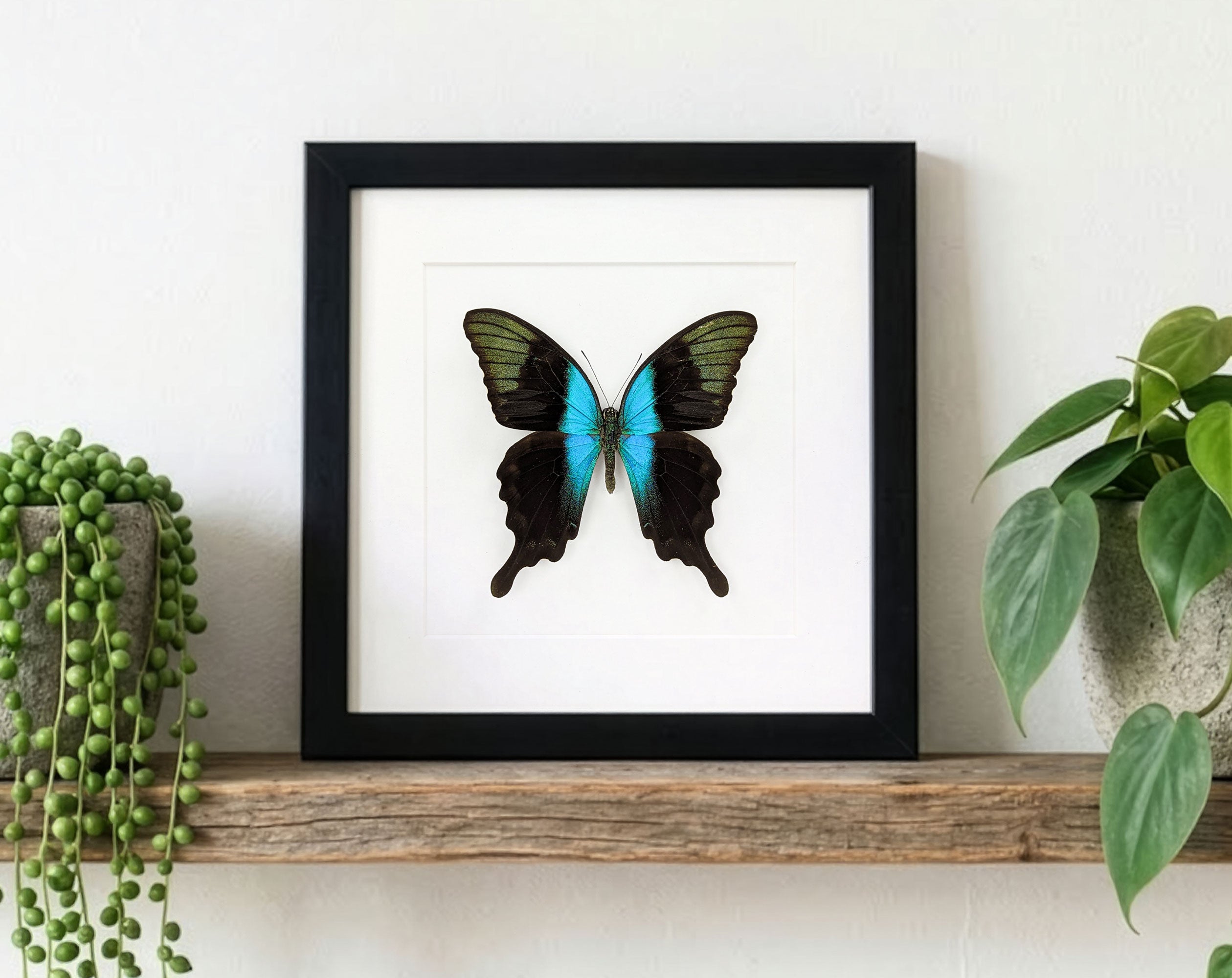 Papilio peranthus, echter Schmetterling im Rahmen