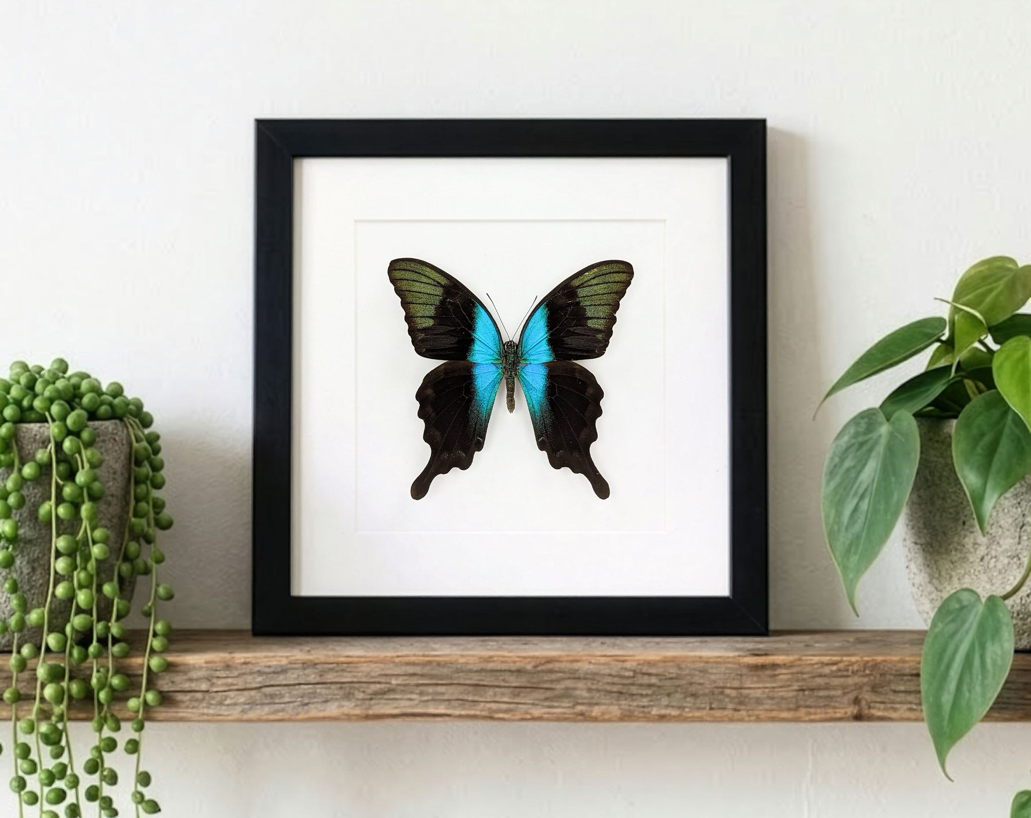 Papilio peranthus, echter Schmetterling im Rahmen