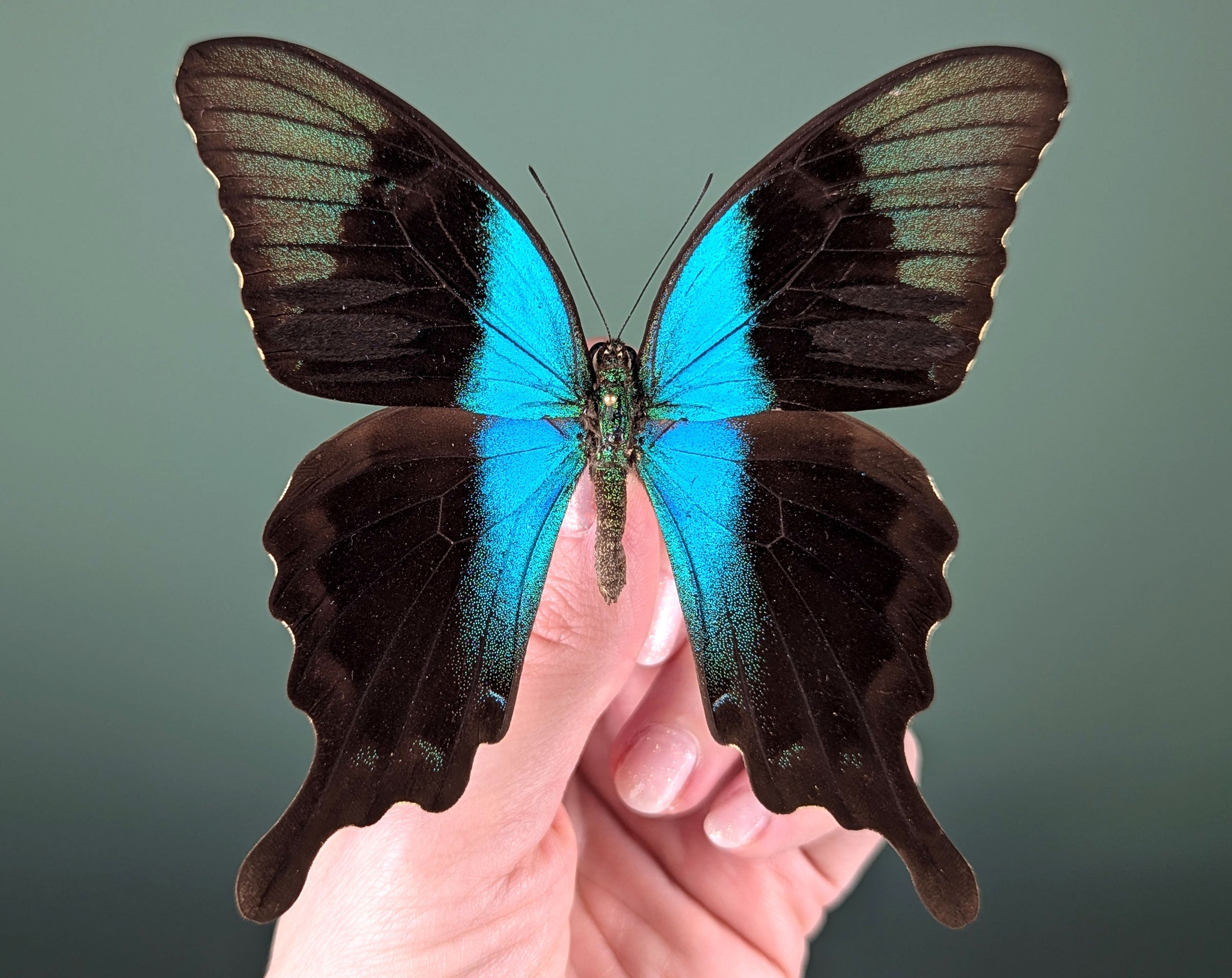 Papilio peranthus, echter Schmetterling im Rahmen