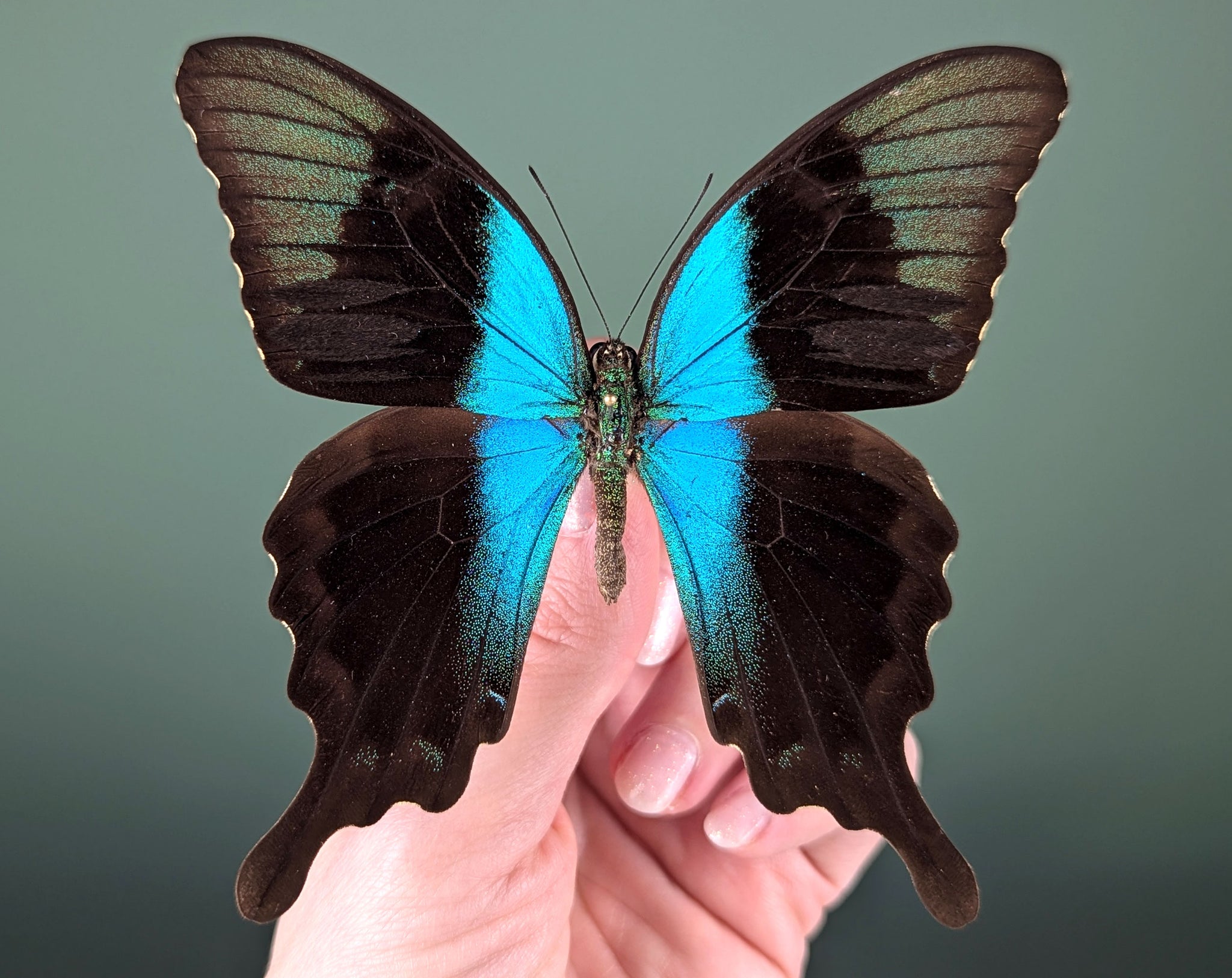 Papilio peranthus, echter Schmetterling im Rahmen