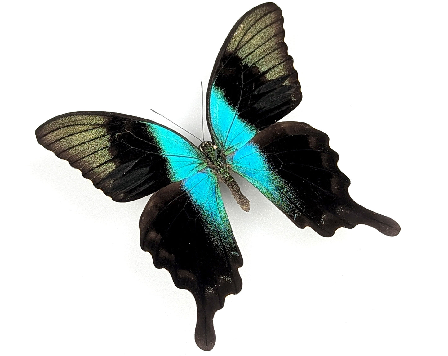 Papilio peranthus, echter Schmetterling im Rahmen