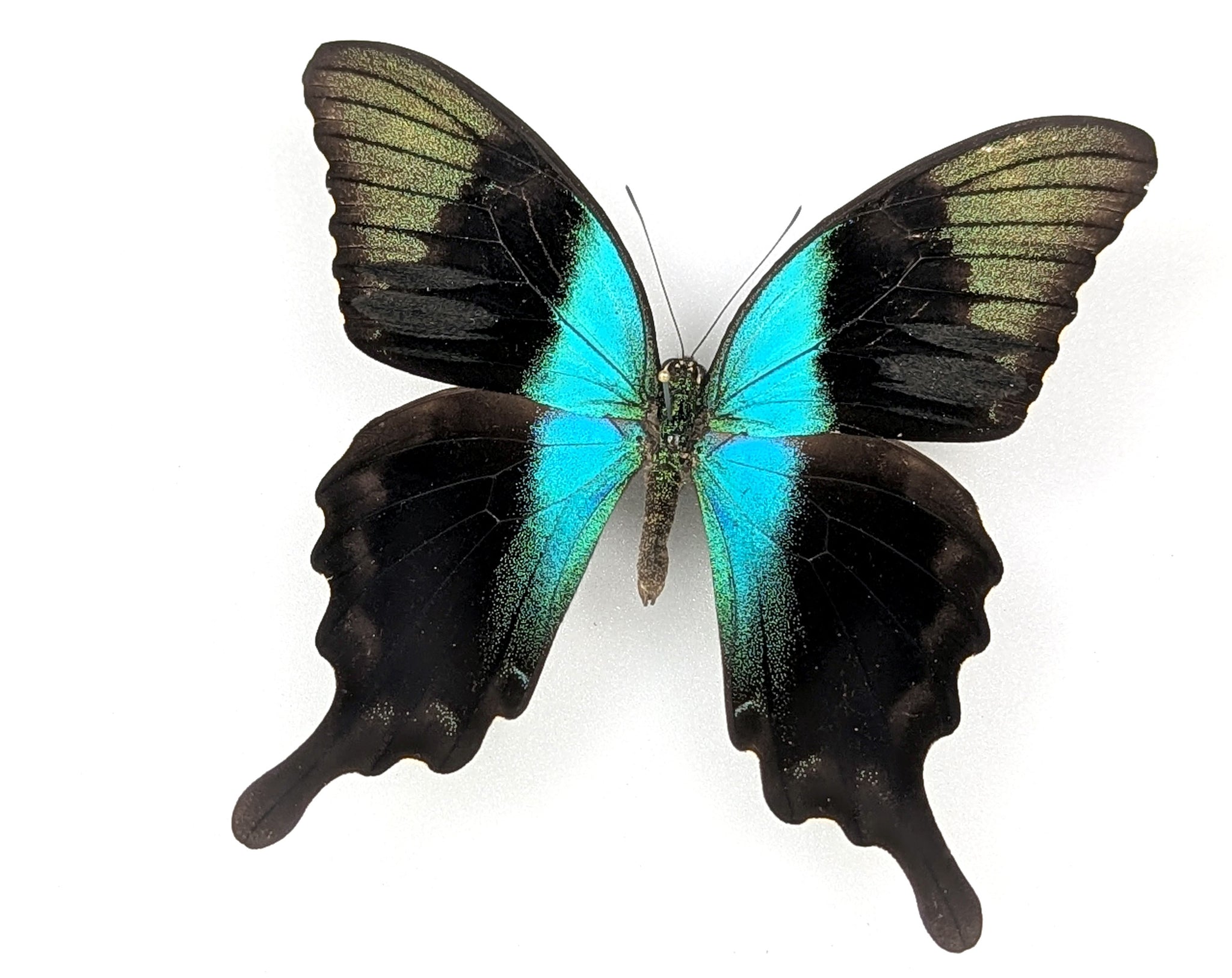 Papilio peranthus, echter Schmetterling im Rahmen