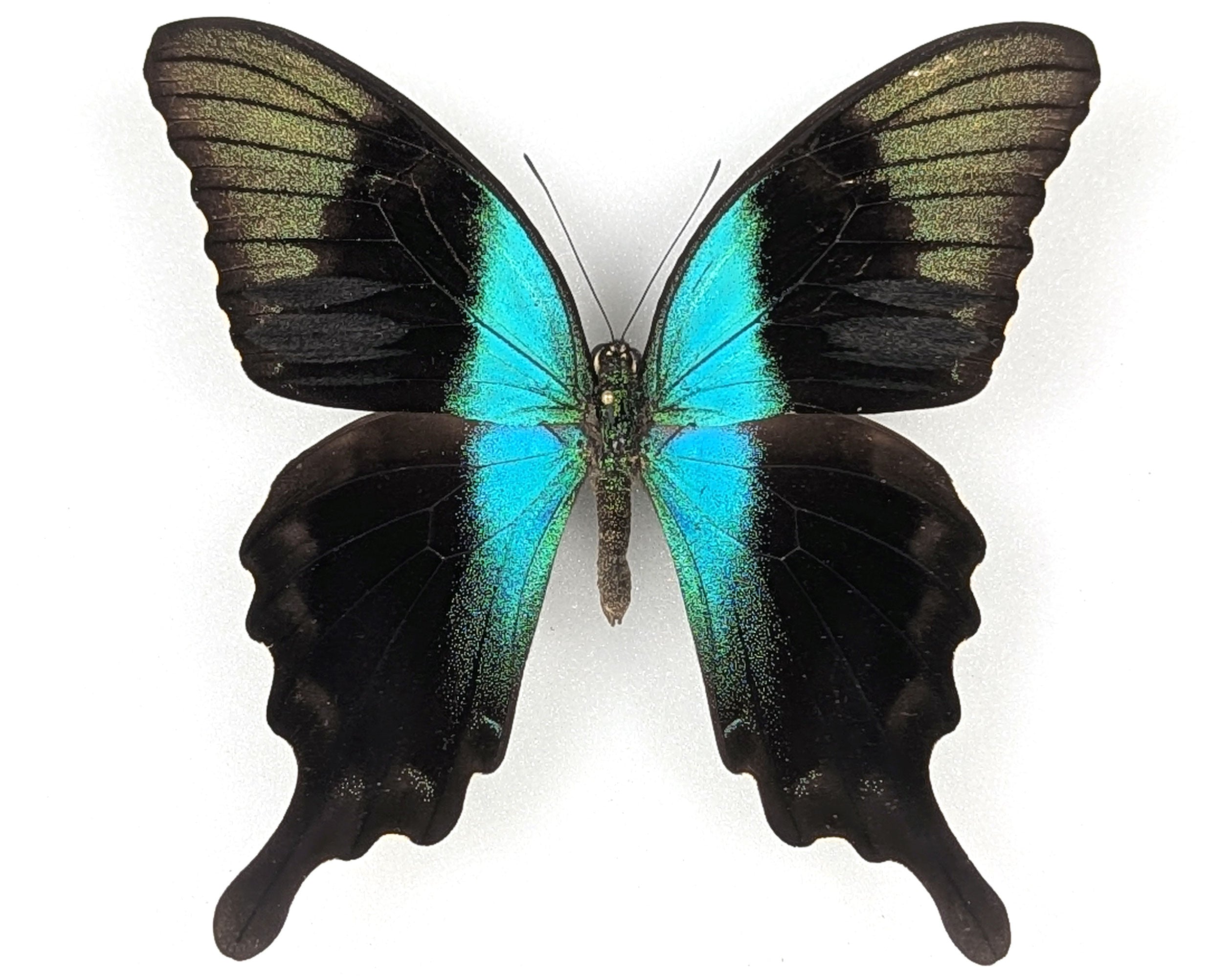 Papilio peranthus, echter Schmetterling im Rahmen