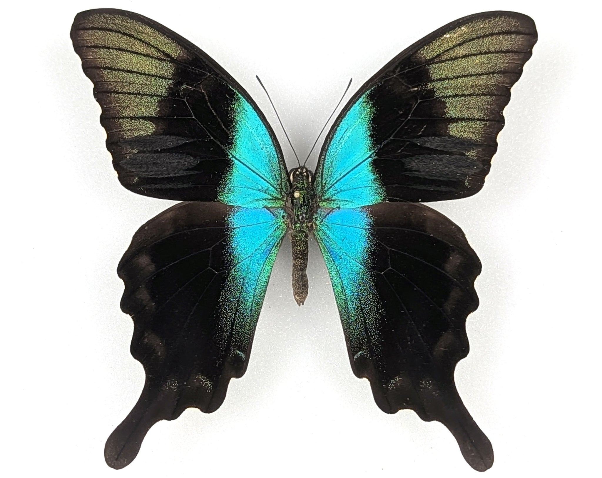 Papilio peranthus, echter Schmetterling im Rahmen
