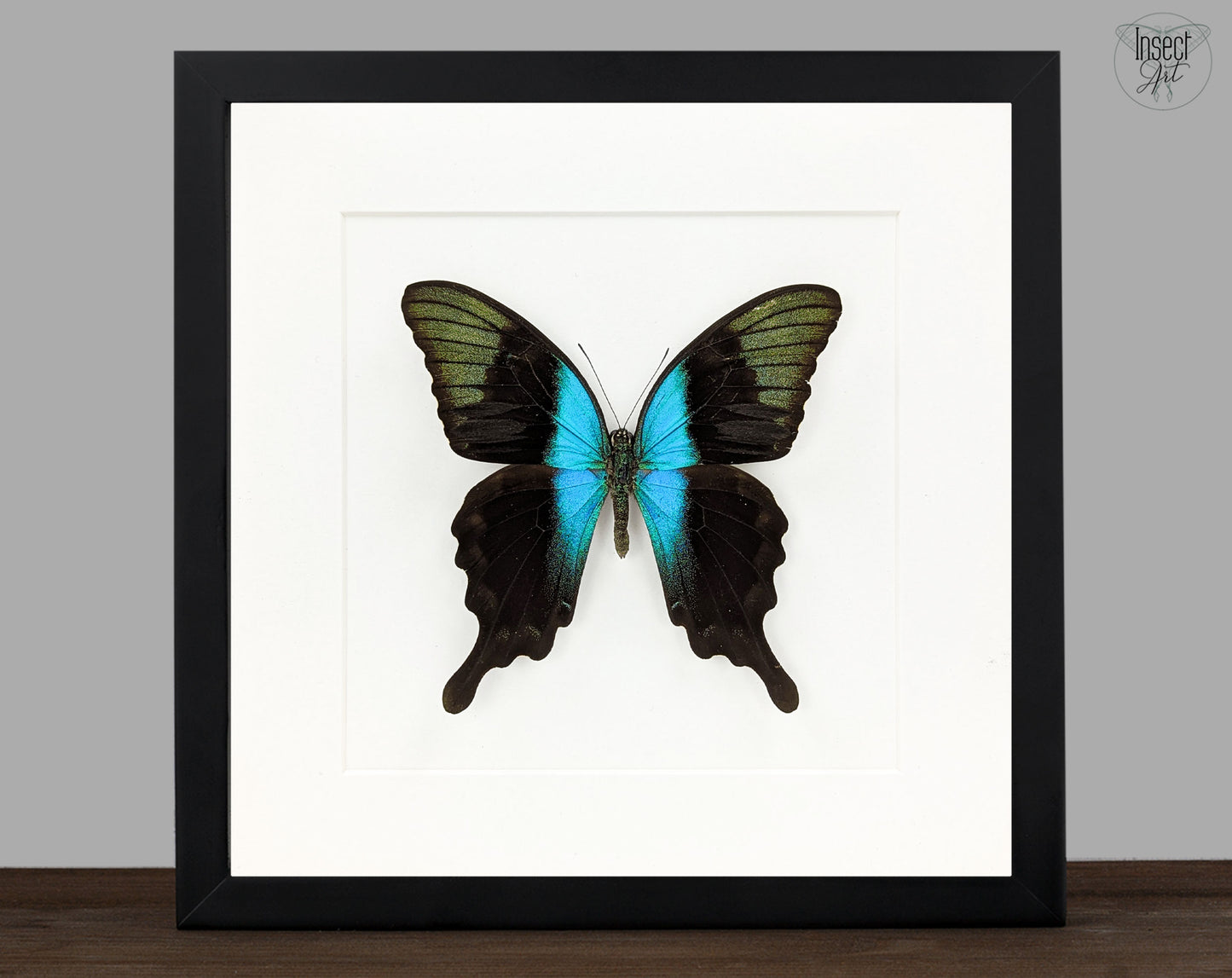 Papilio peranthus, echter Schmetterling im Rahmen