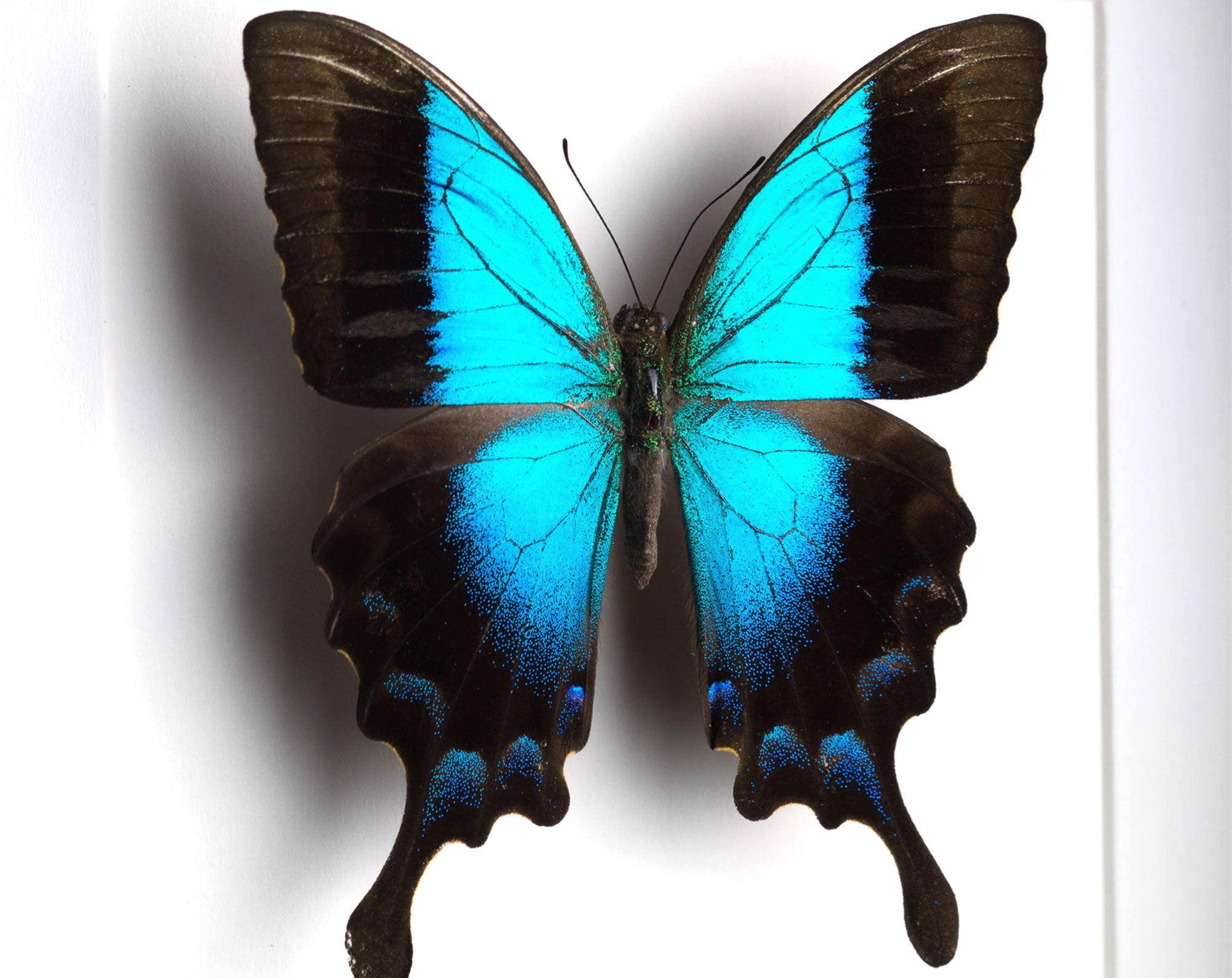 Papilio pericles  Schmetterling InsectArt