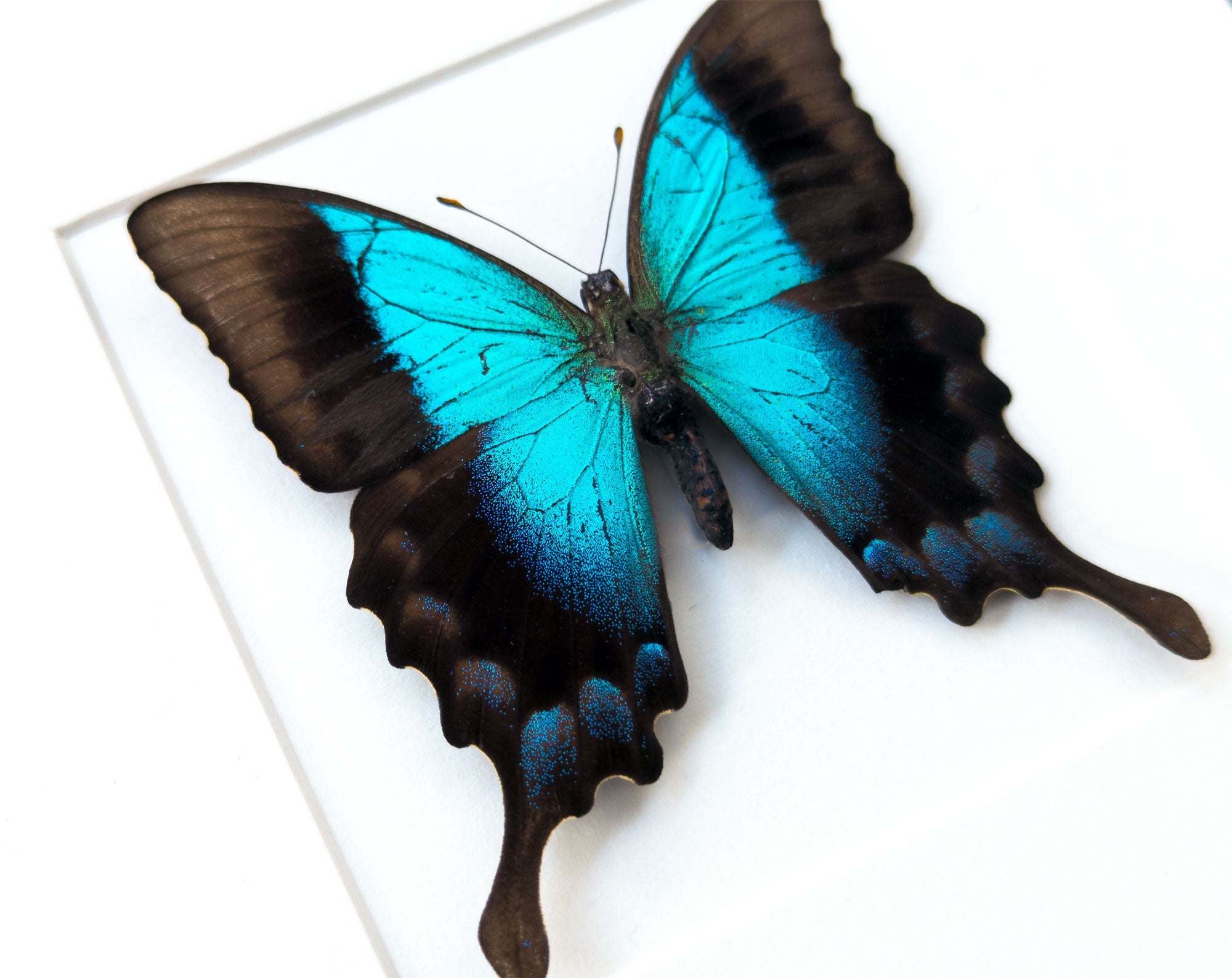 Papilio pericles  Schmetterling InsectArt