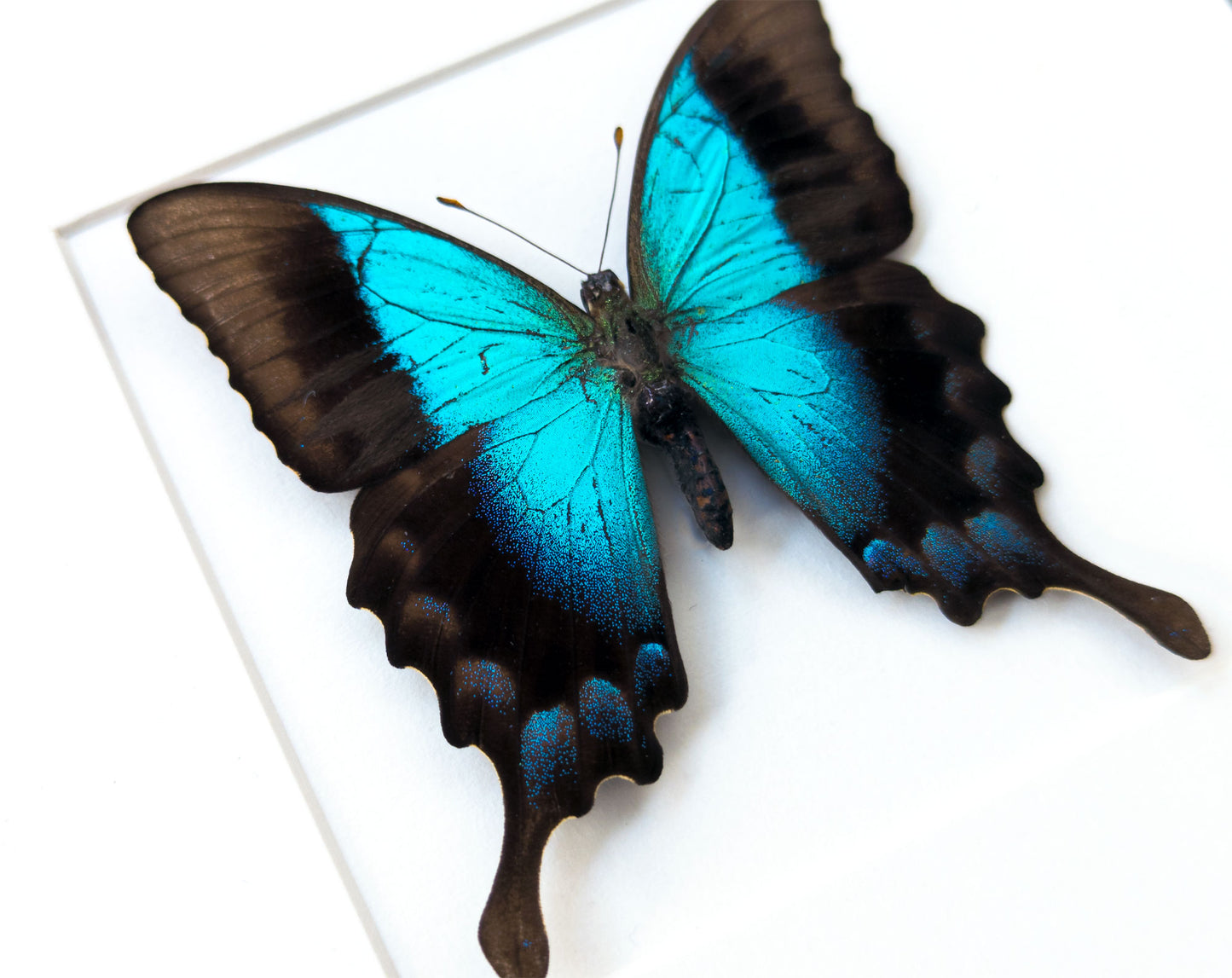 Papilio pericles