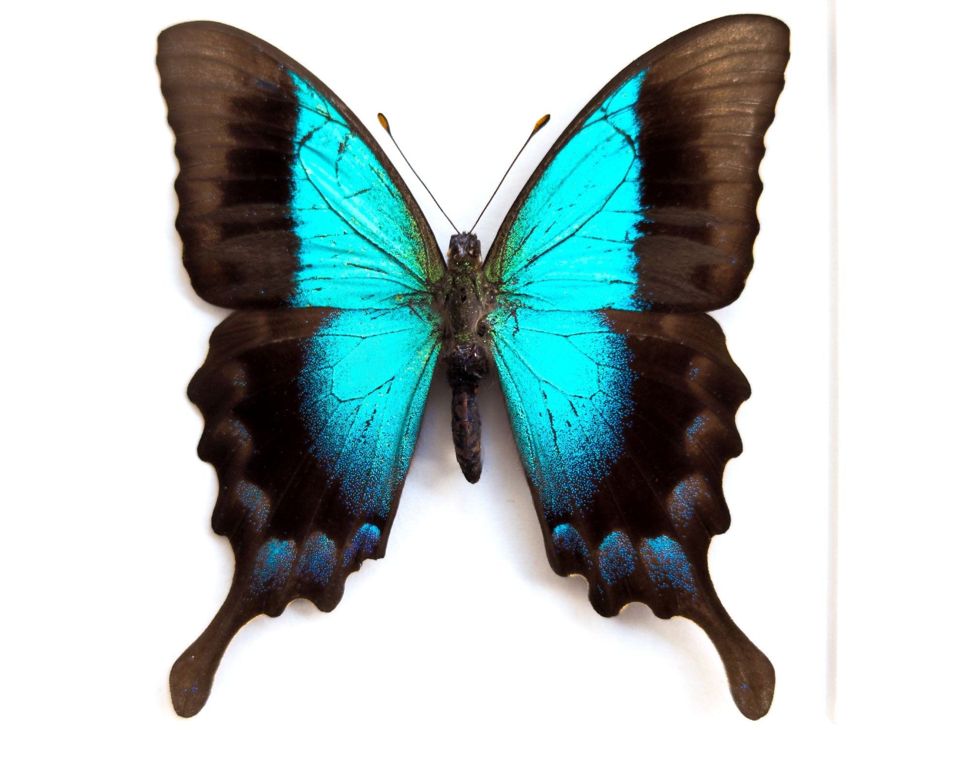 Papilio pericles  Schmetterling InsectArt