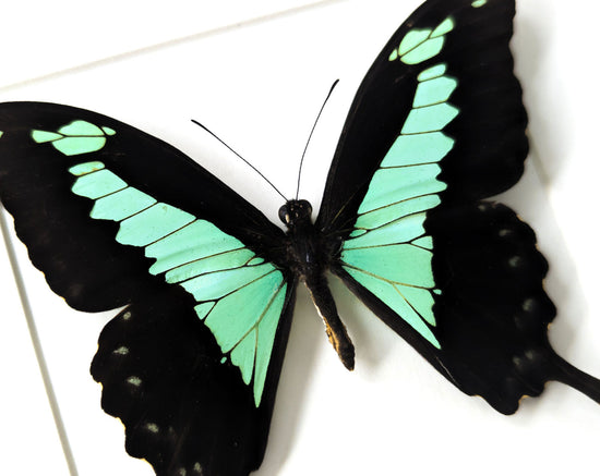 Papilio phorcas