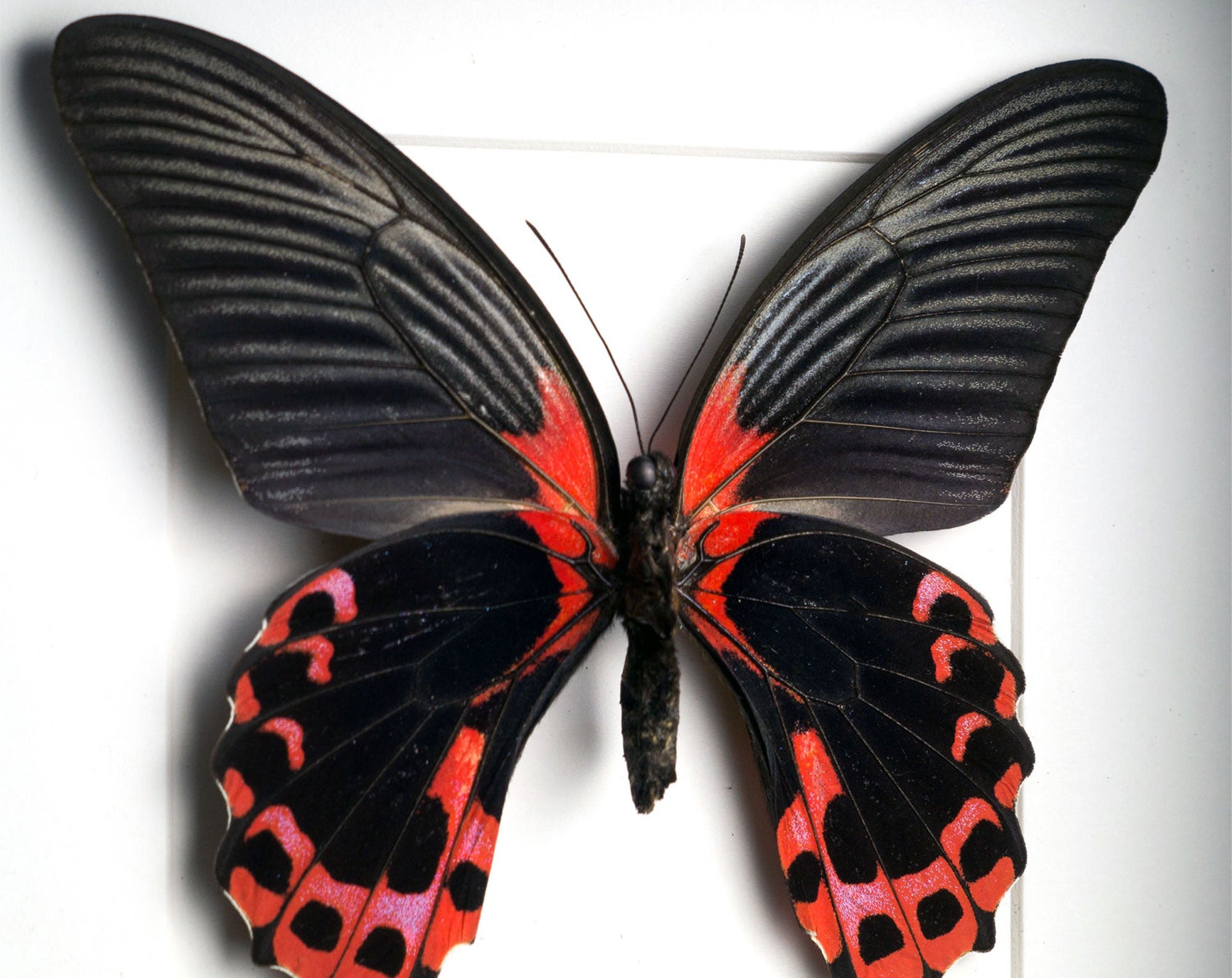 Papilio rumanzowia ♂  Schmetterling InsectArt