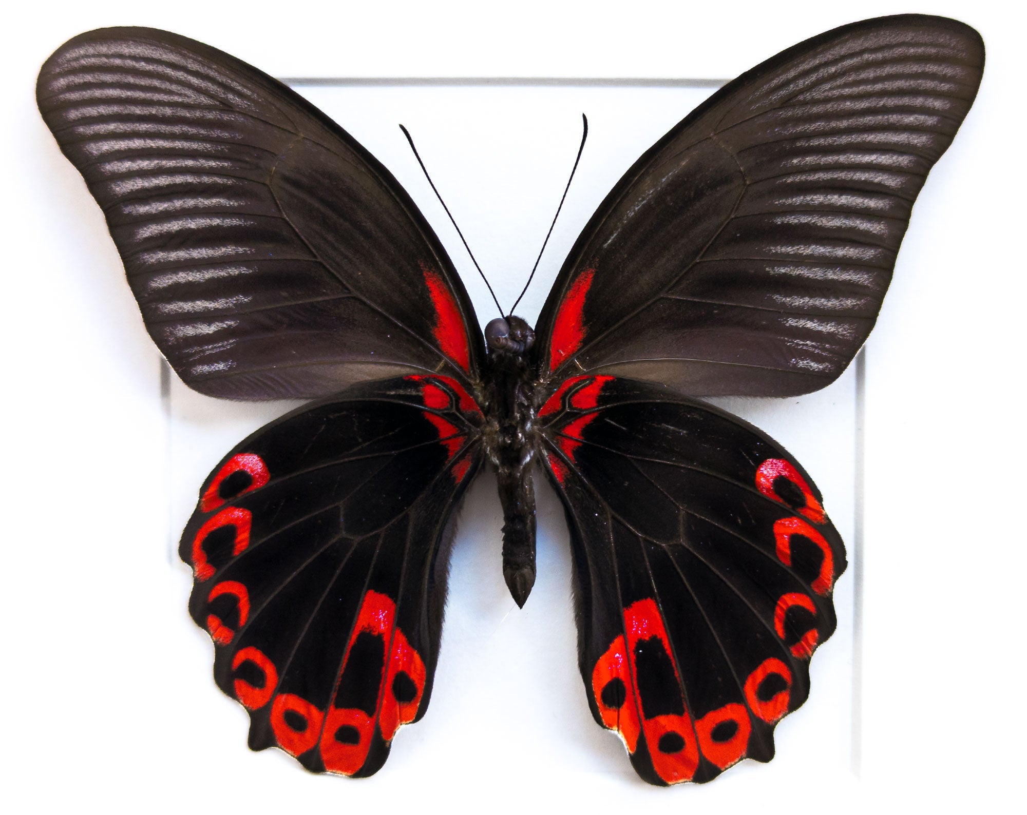 Papilio rumanzowia ♂  Schmetterling InsectArt