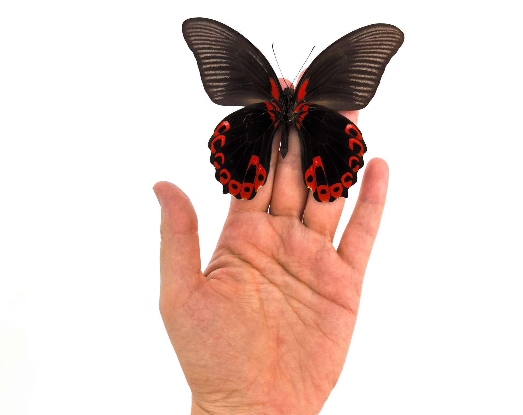 Papilio rumanzowia ♂  Schmetterling InsectArt