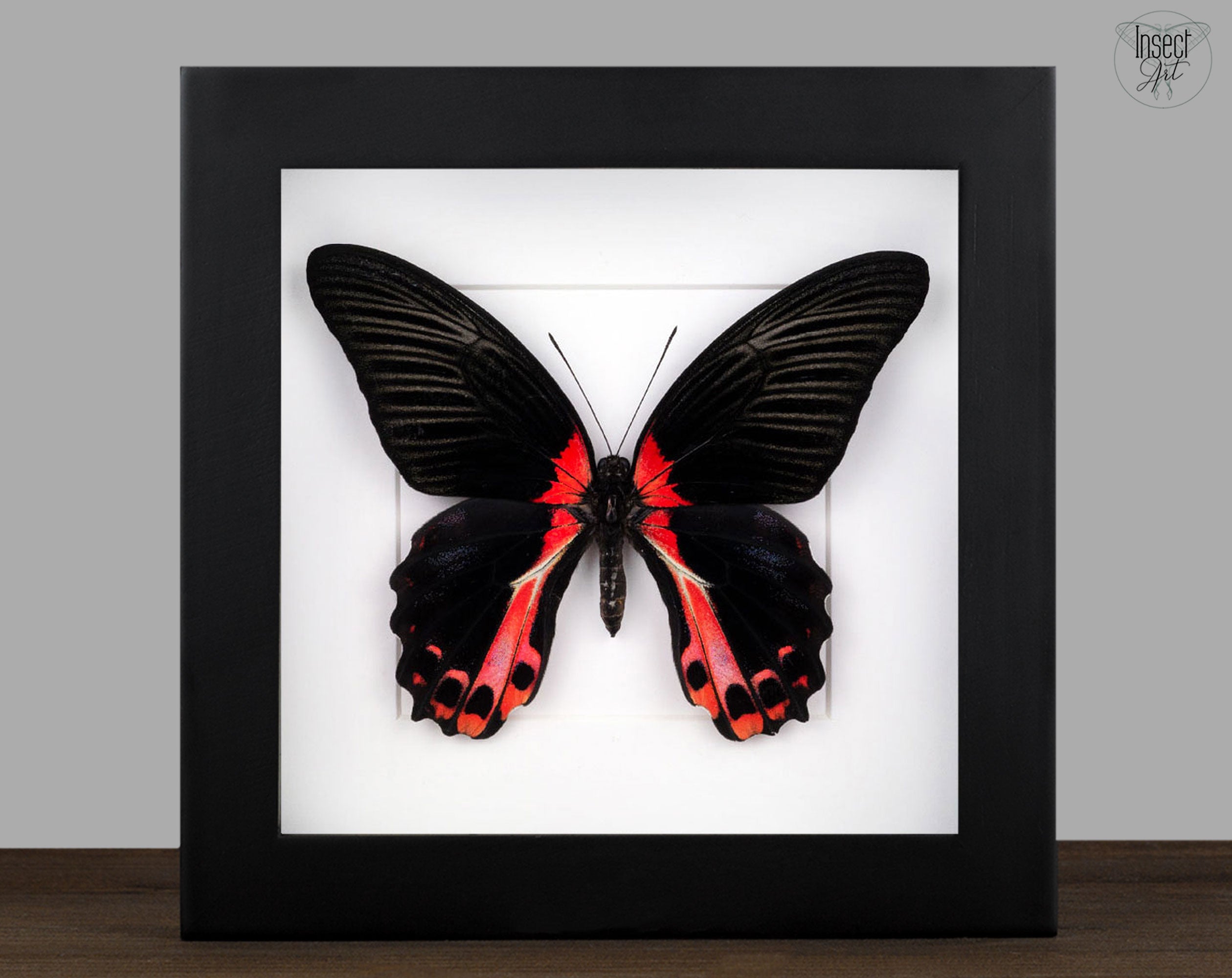 Papilio rumanzowia ♀  Schmetterling InsectArt