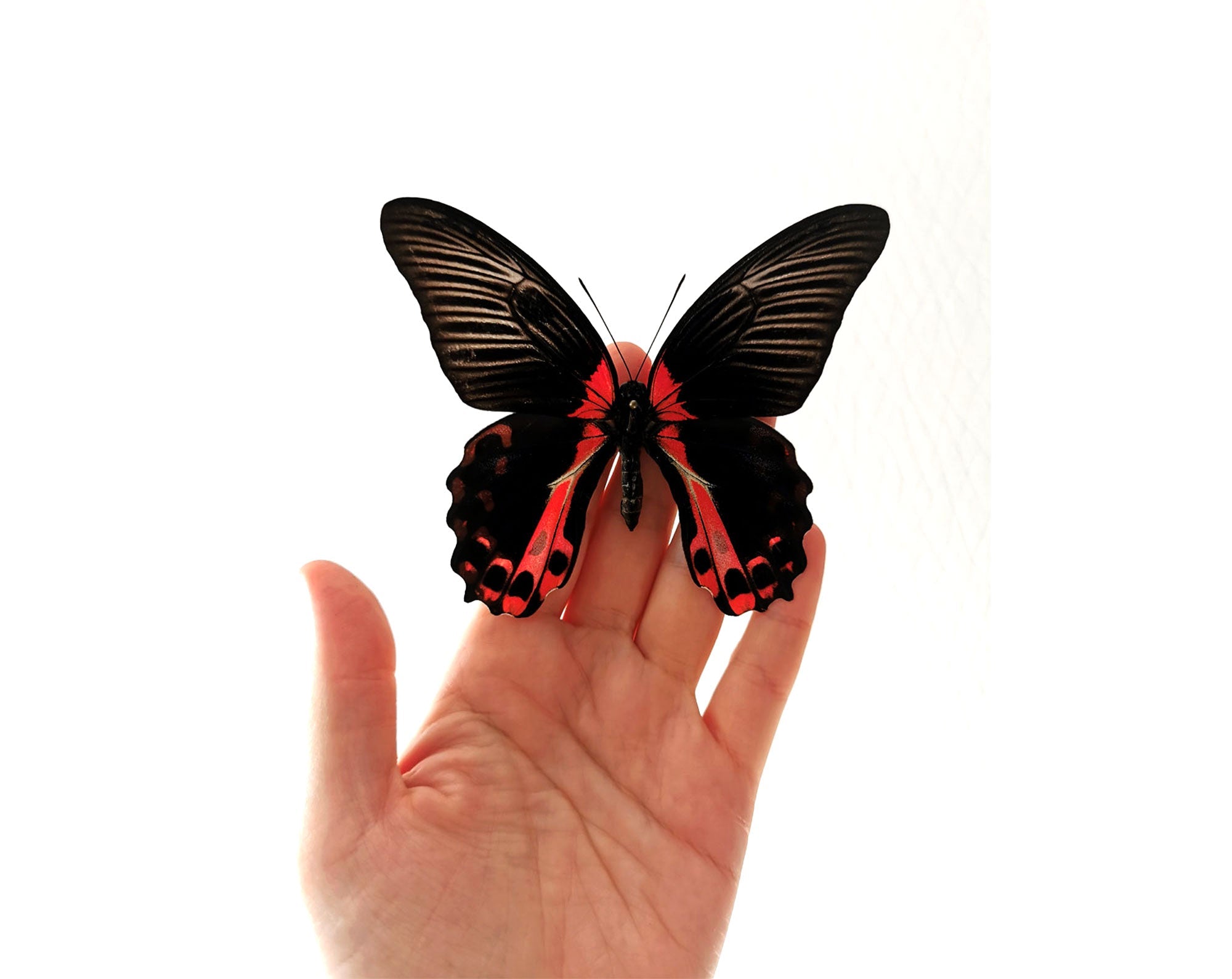 Papilio rumanzowia ♀  Schmetterling InsectArt